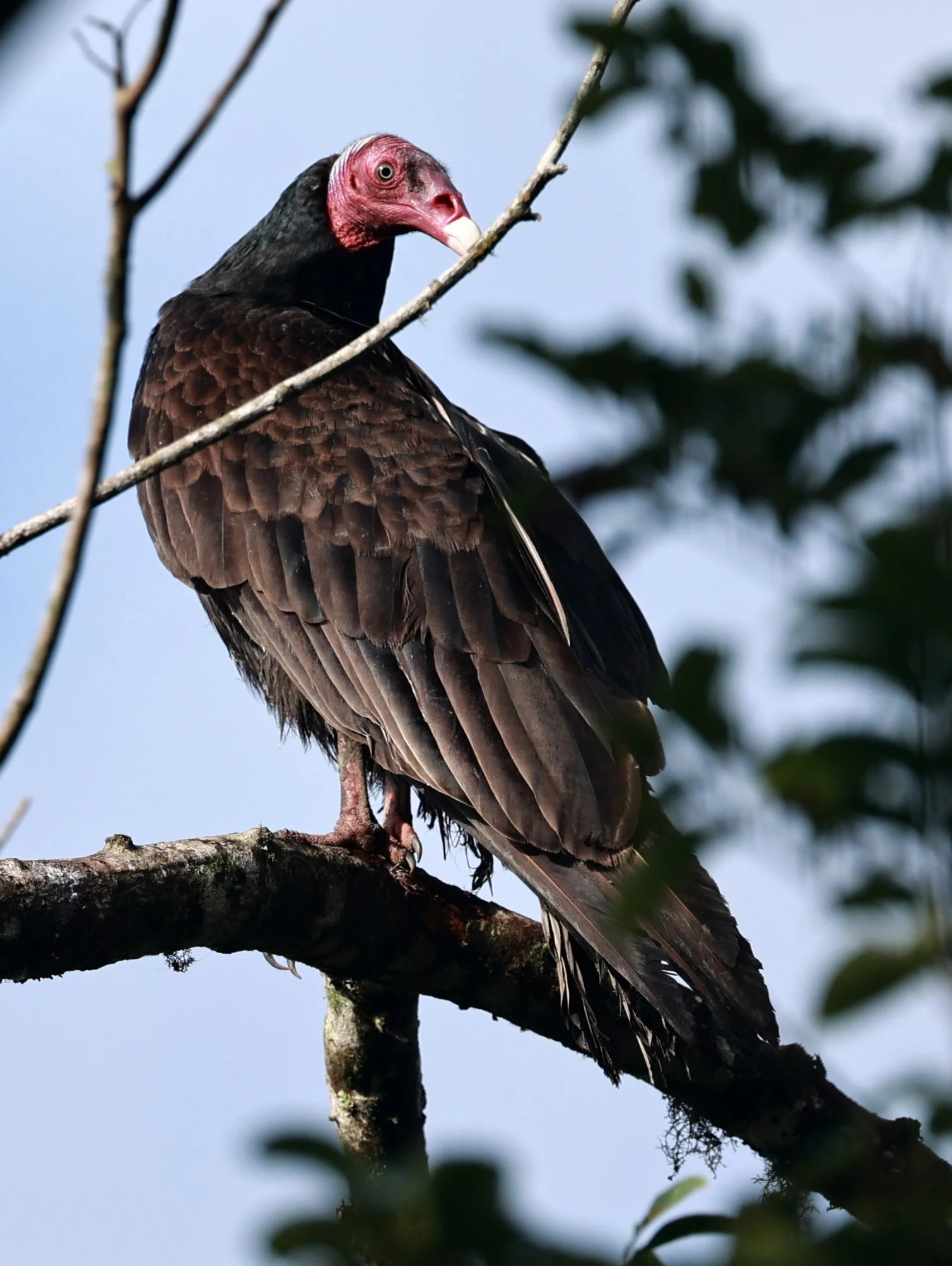 Turkey Vulture (Cathartes aura) Superagui Brazil