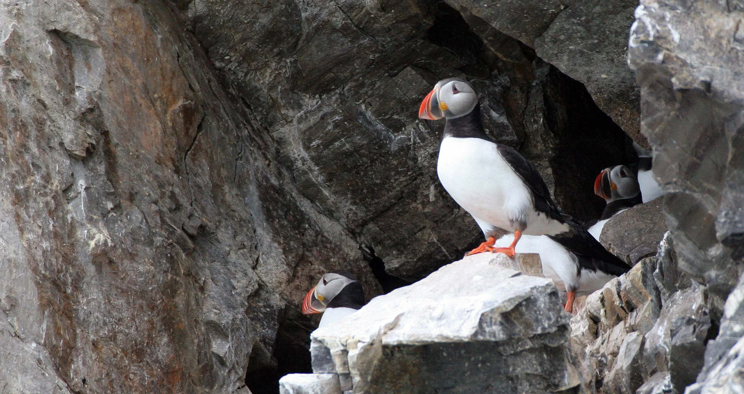 Fratercula arctica - ATLANTIC PUFFIN - SVALBARD (41).jpg