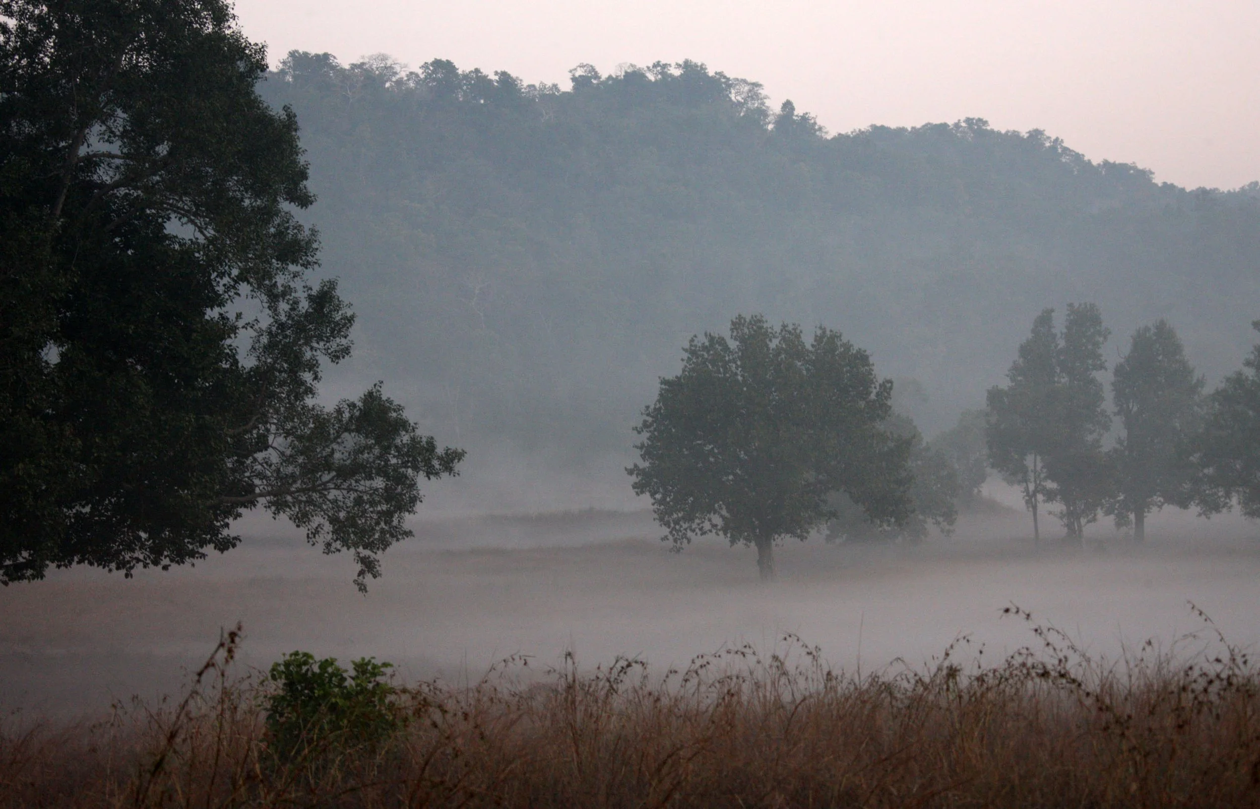 MADHYA PRADESH - KANHA NATIONAL PARK MADHYA PRADESH INDIA (32).JPG