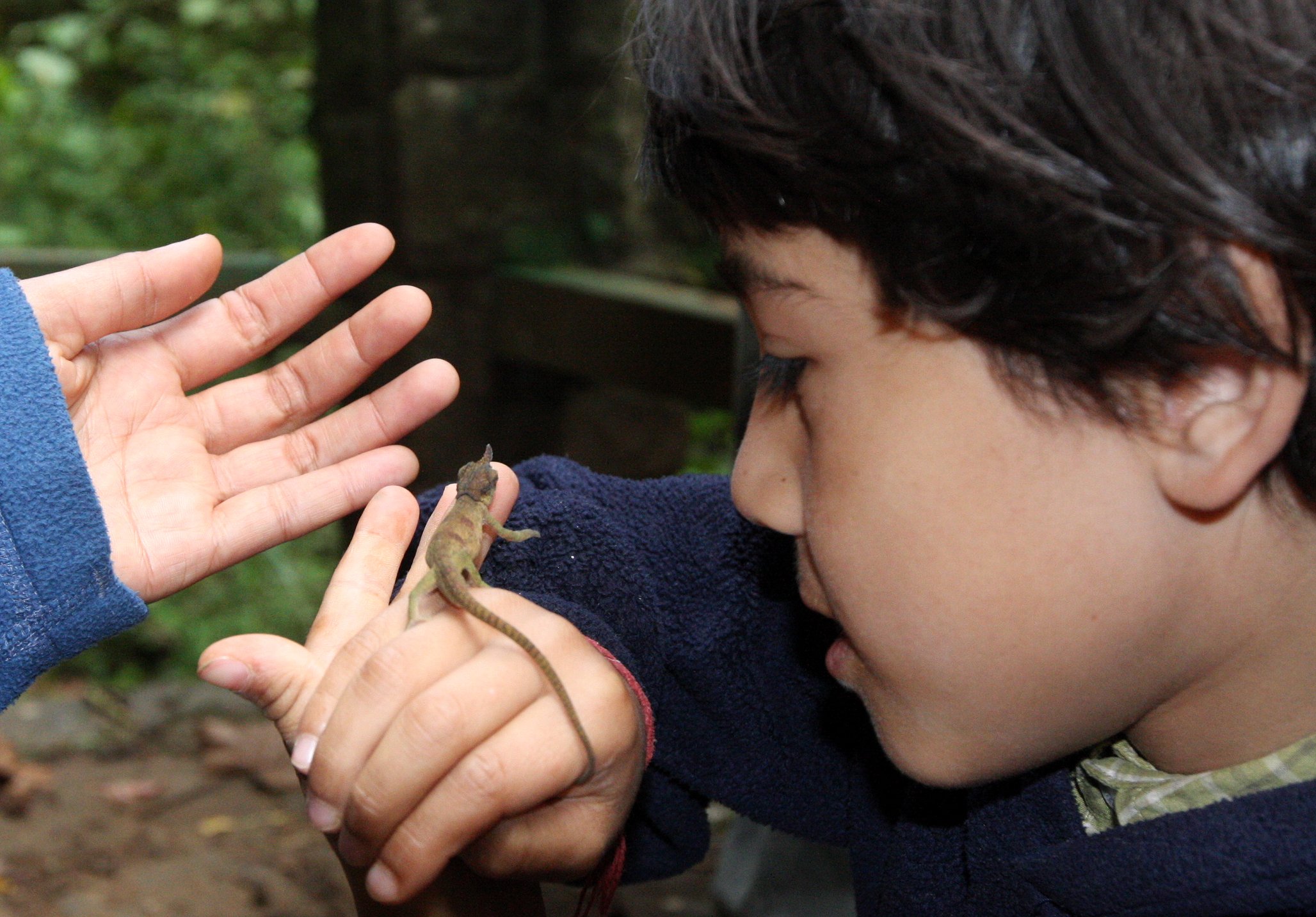 Calumma boettgeri - BOETTGER'S OR BLUE NOSED CHAMELEON - MONTAGNE D'AMBRE NATIONAL PARK (15).JPG