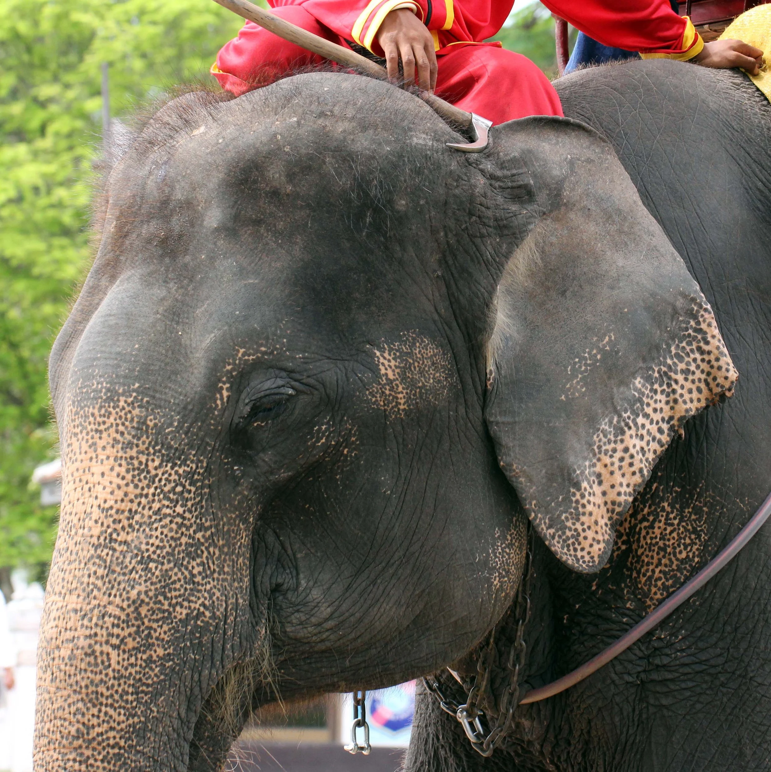 2013 Ayutthaya ISB Passion Day (24).JPG
