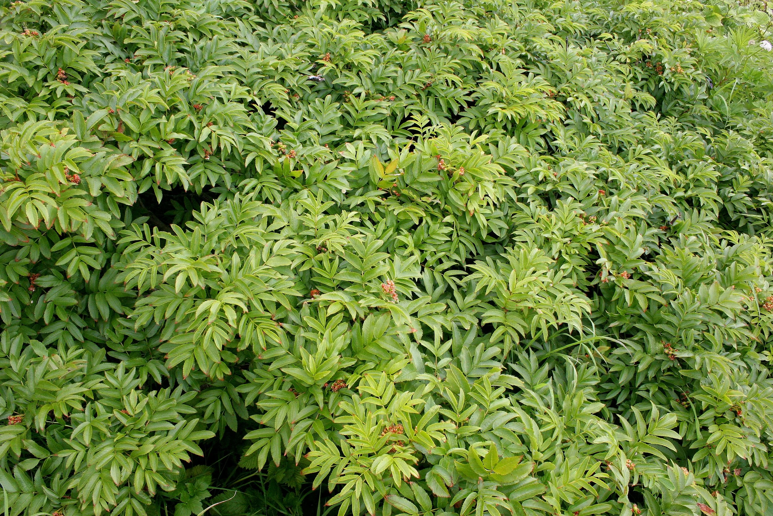KURIL ISLAND - FLORA (46).jpg
