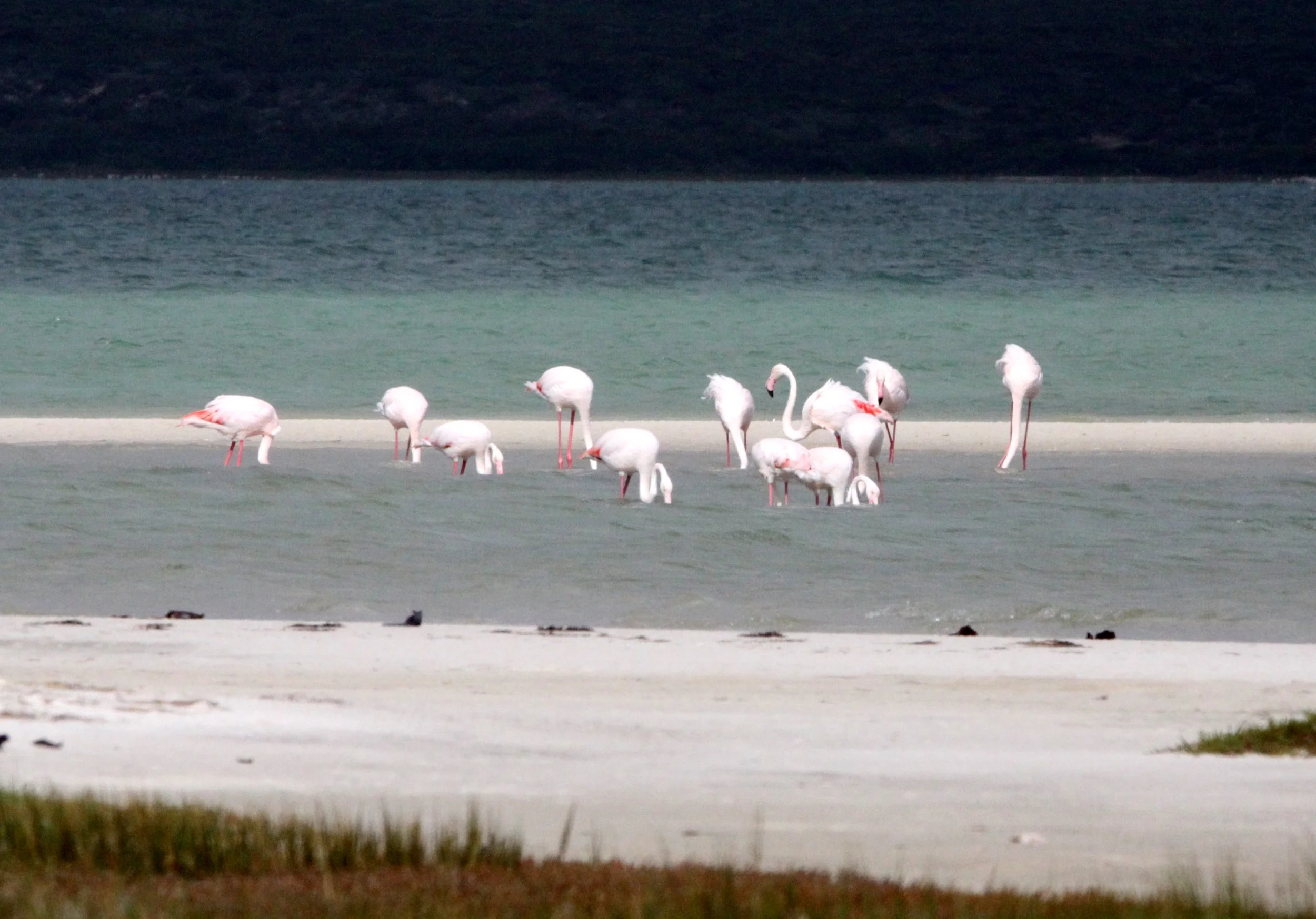 Phoenicopterus roseus - Greater Flamingo - West Coast National Park South Africa (11).JPG
