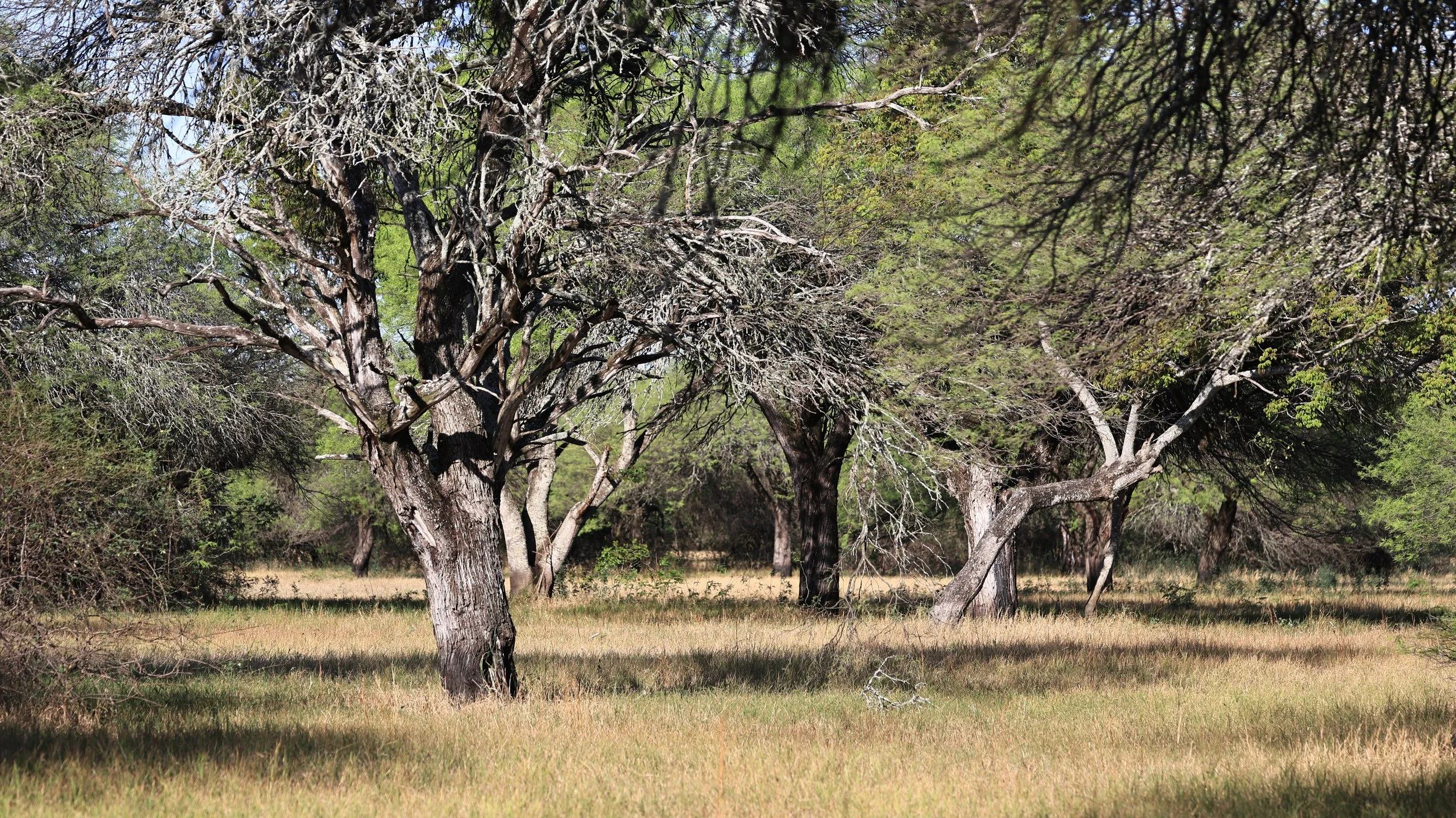 Reserva Nueland  Selva Serena (10).jpg