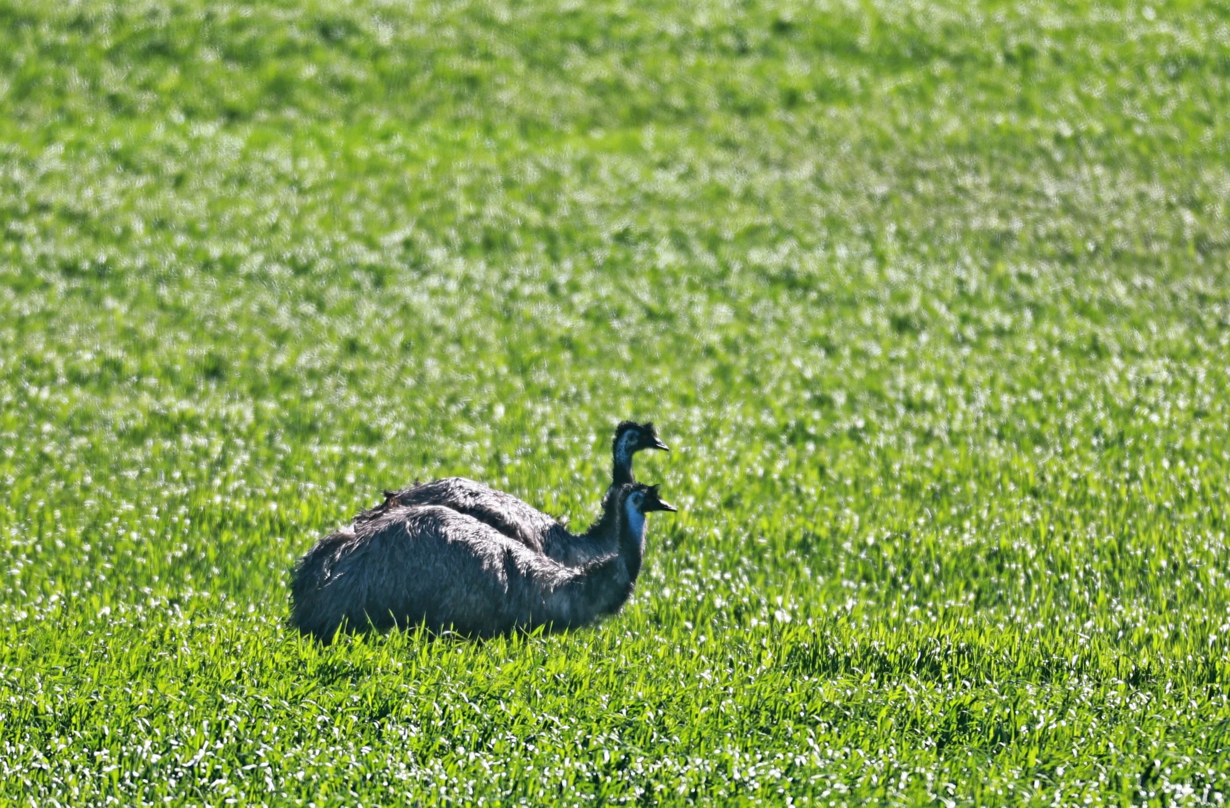 Emu (Dromaius novaehollandiae) Stirling Range NP - Western Australia (34).jpg