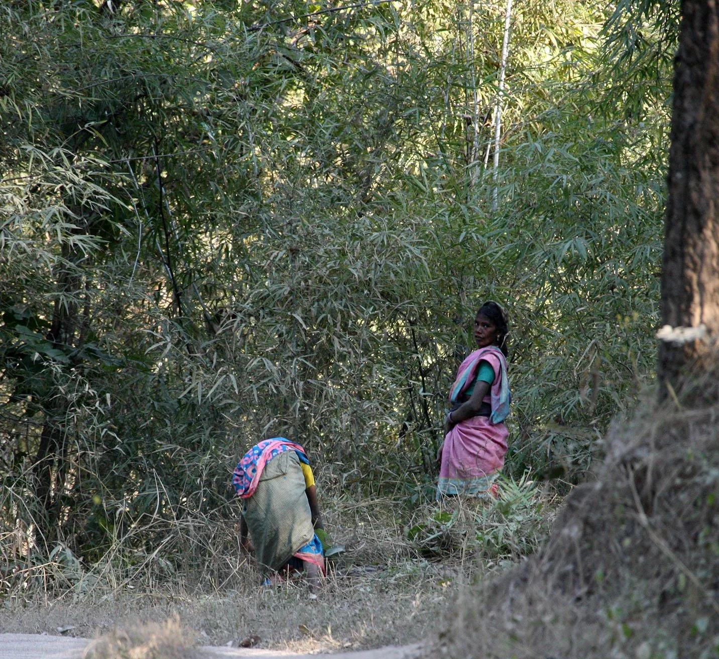 MADHYA PRADESH - KANHA NATIONAL PARK MADHYA PRADESH INDIA (48).JPG