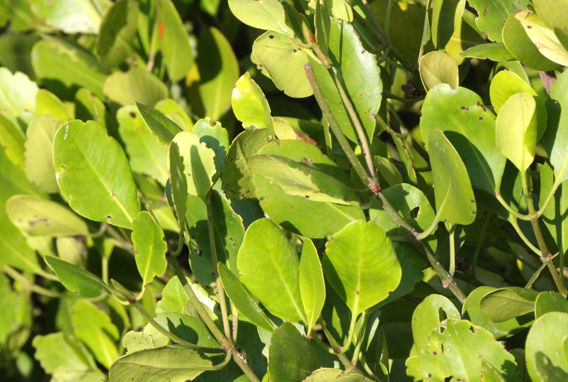 KHAO SAM ROI YOT THAILAND - MANGROVE - CERIOPS DECENDRA.JPG