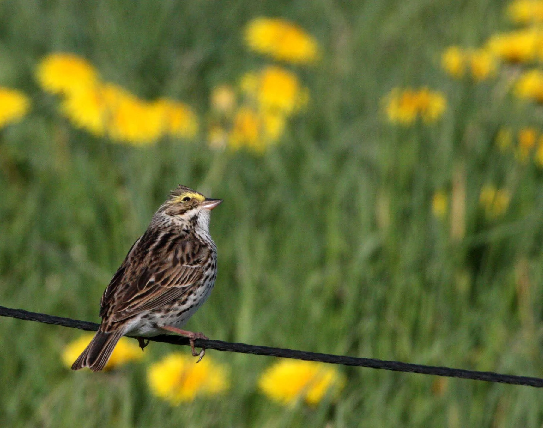 Savannah Sparrow (Passerculus sandwichensis) Sequim Prairie Washington (2).JPG