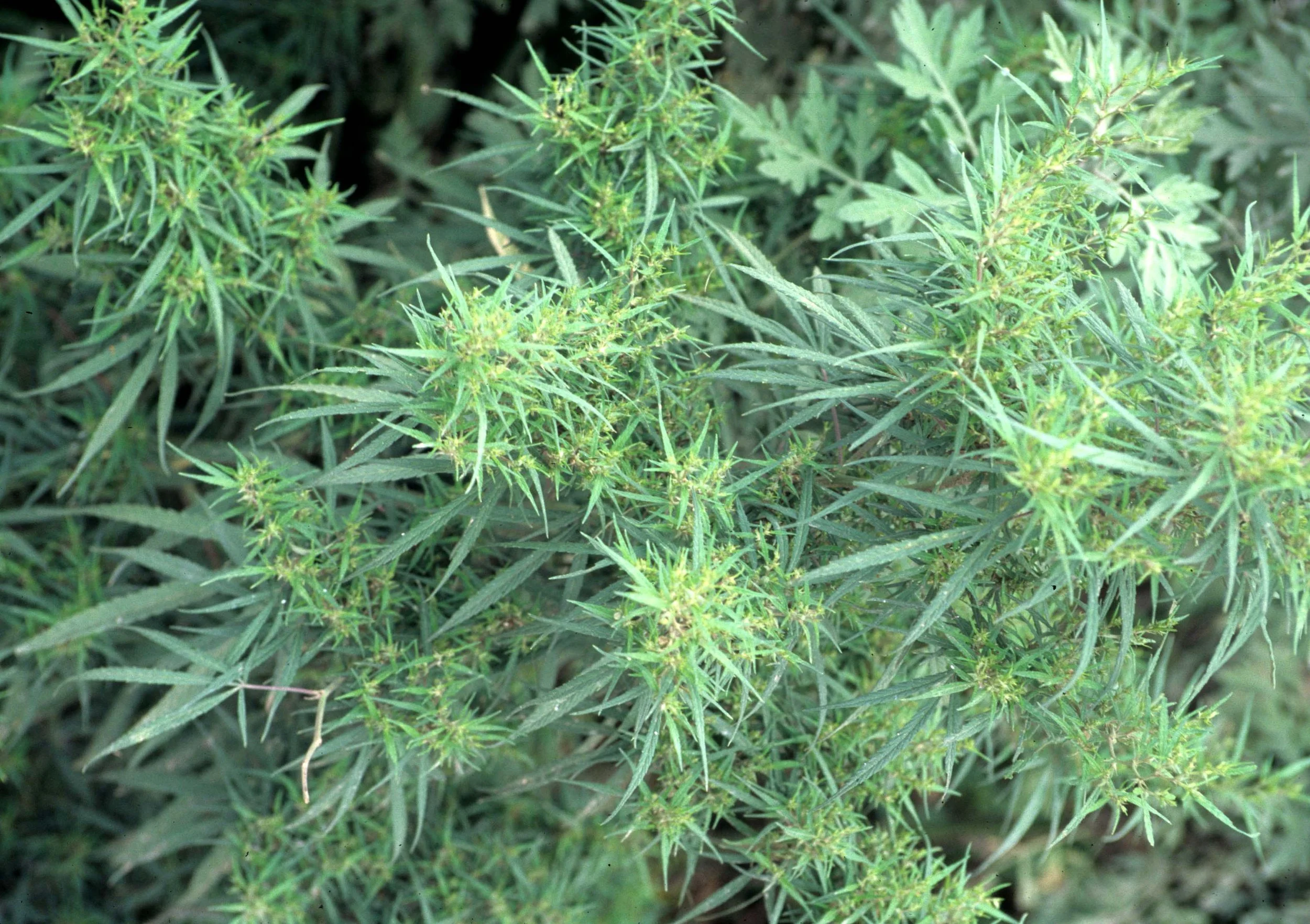 NEPAL - CANNIBIS SATIVA.jpg