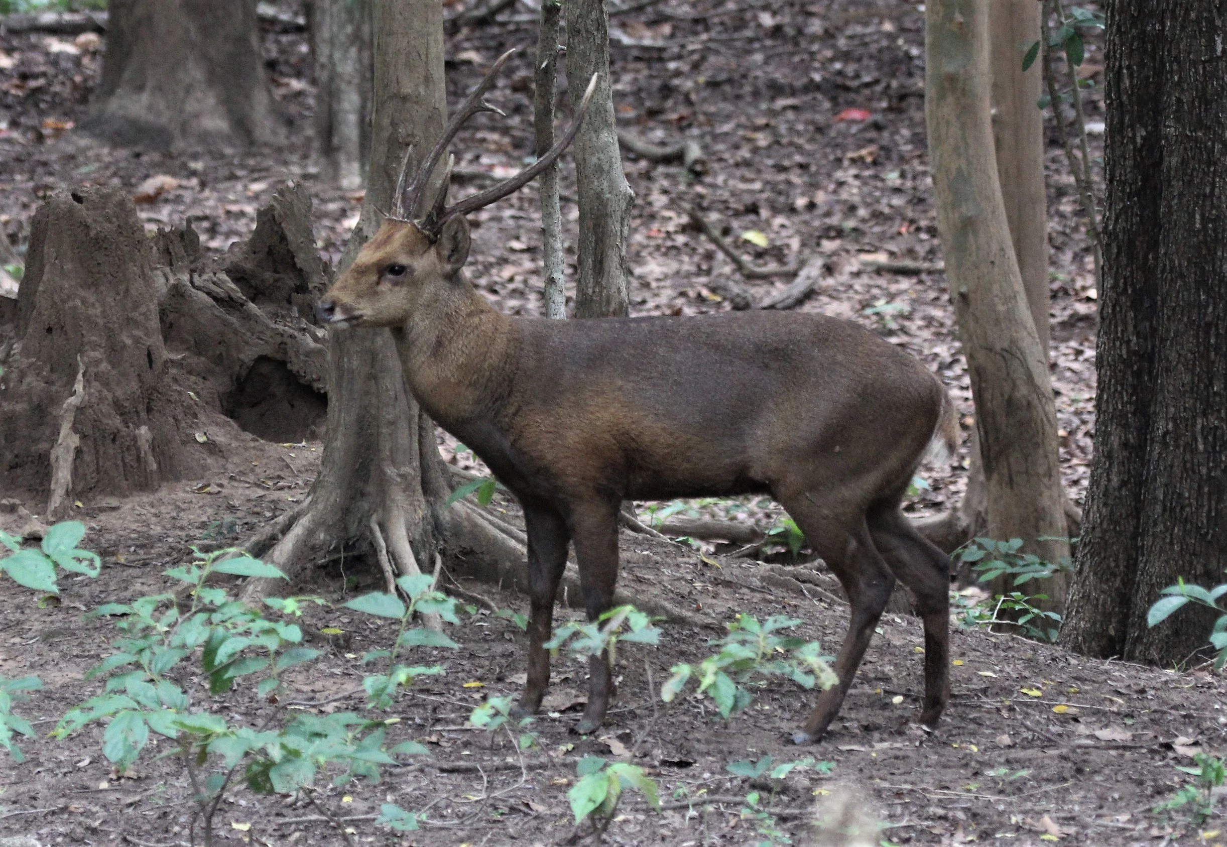 Hyelaphus annamiticus - INDOCHINESE HOG DEER - DOI SUTHEP WILDLIFE CENTER CHIANG MAI THAILAND - CONFIRM NOT INDIAN (5).jpg