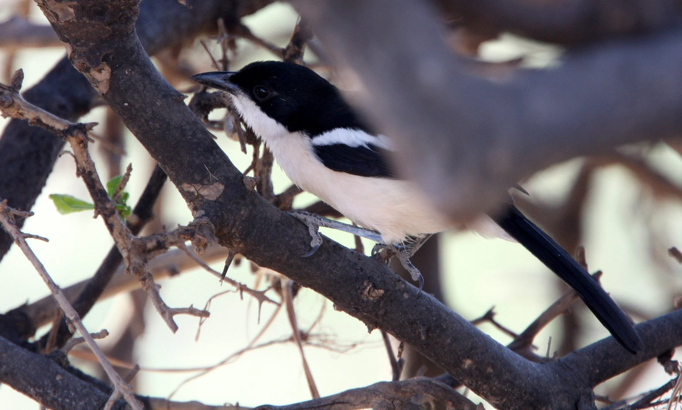 Common Fiscal Shrike (Lanius collaris) Chobe NP Botswana.JPG