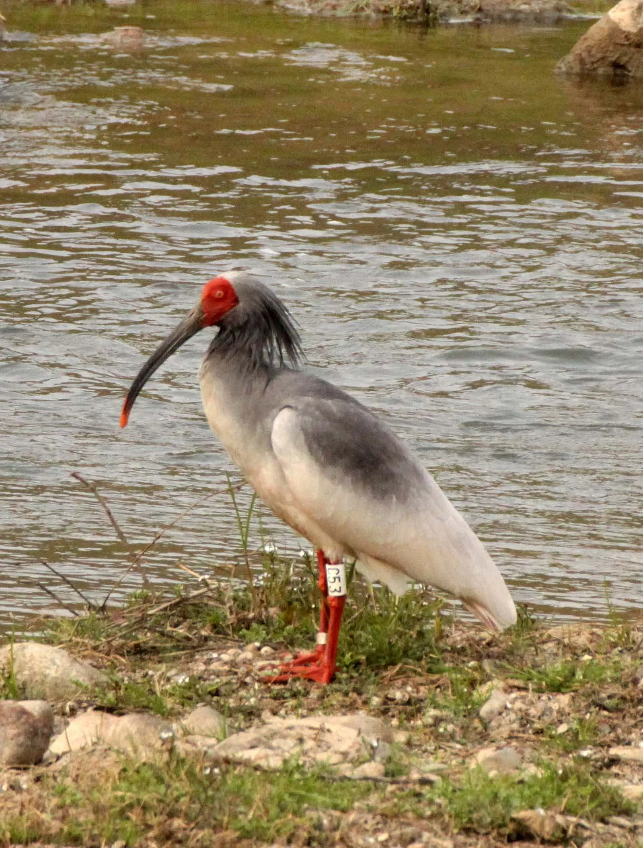 IBIS - CRESTED IBIS - Nipponia nippon - YANG COUNTY SHAANXI PROVINCE CHINA (39).JPG