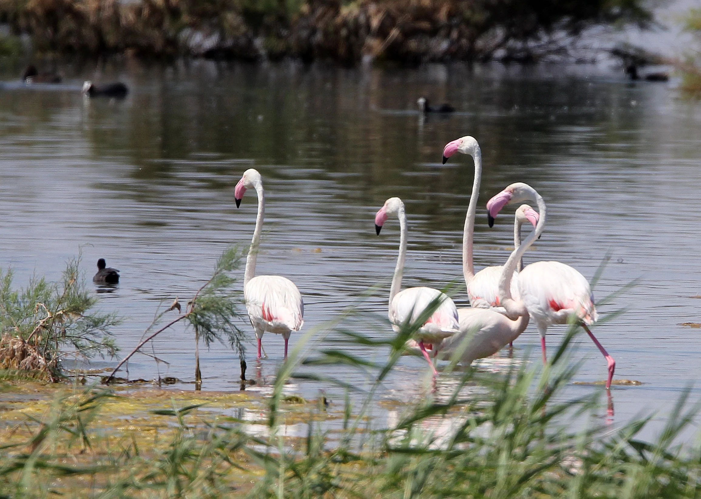 Phoenicopterus roseus - Greater Flamingo - Laguna Dulce Spain (1).JPG