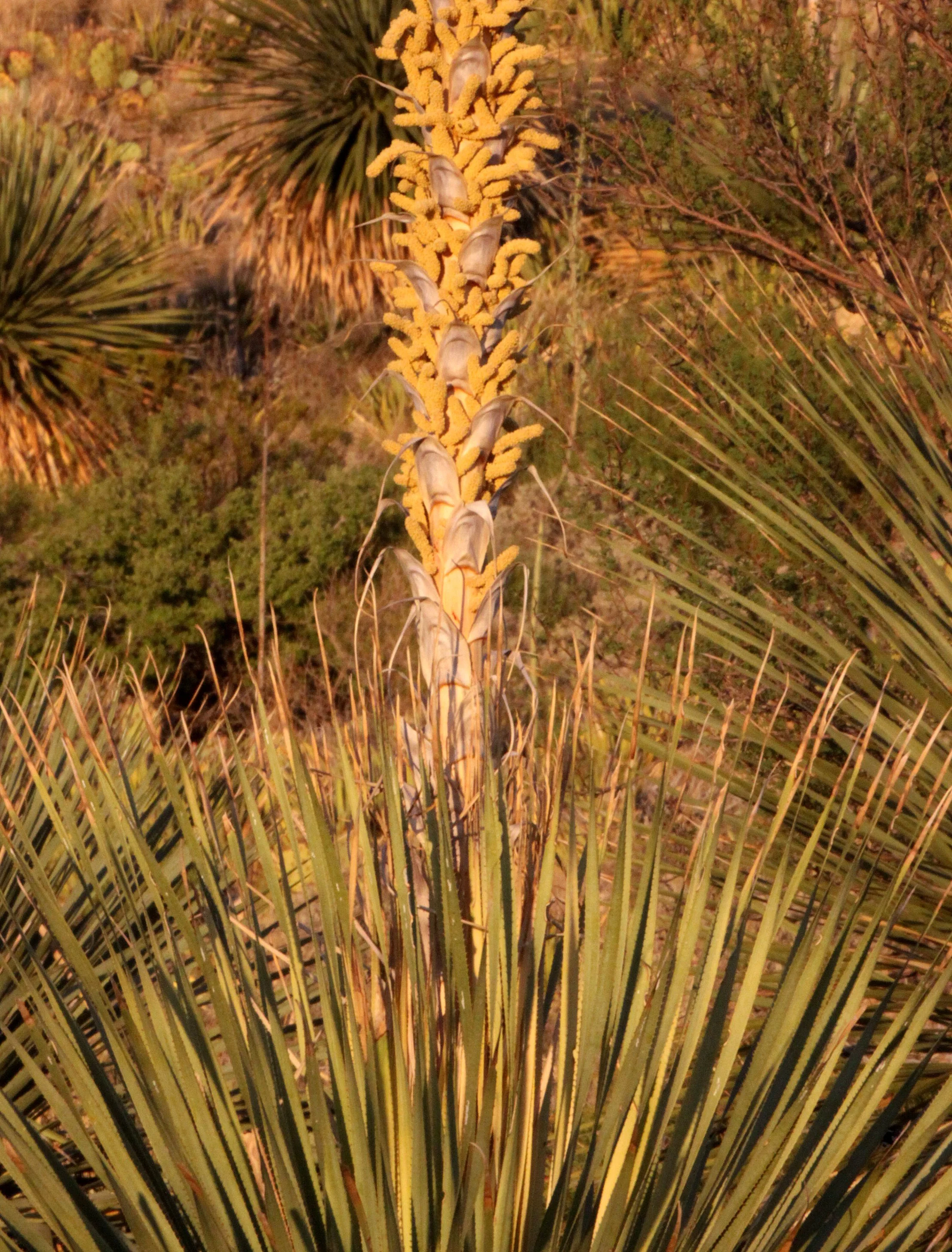 AGAVACEAE - DASYLIRON WHEELERI - SOTOL - FRANKLIN MOUNTAINS STATE PARK TEXAS (5).JPG