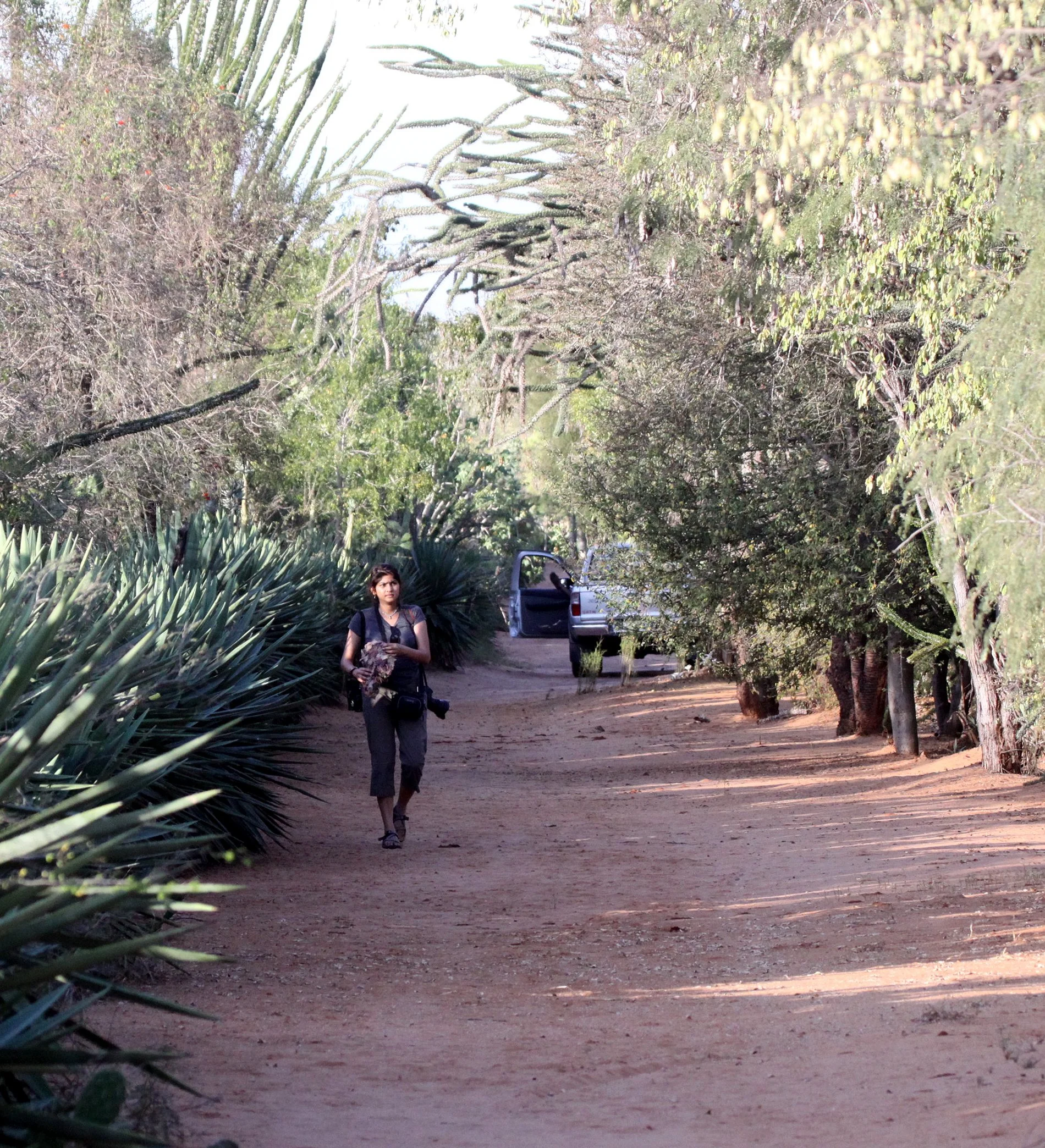 Tamarind forest gallery at Berenty