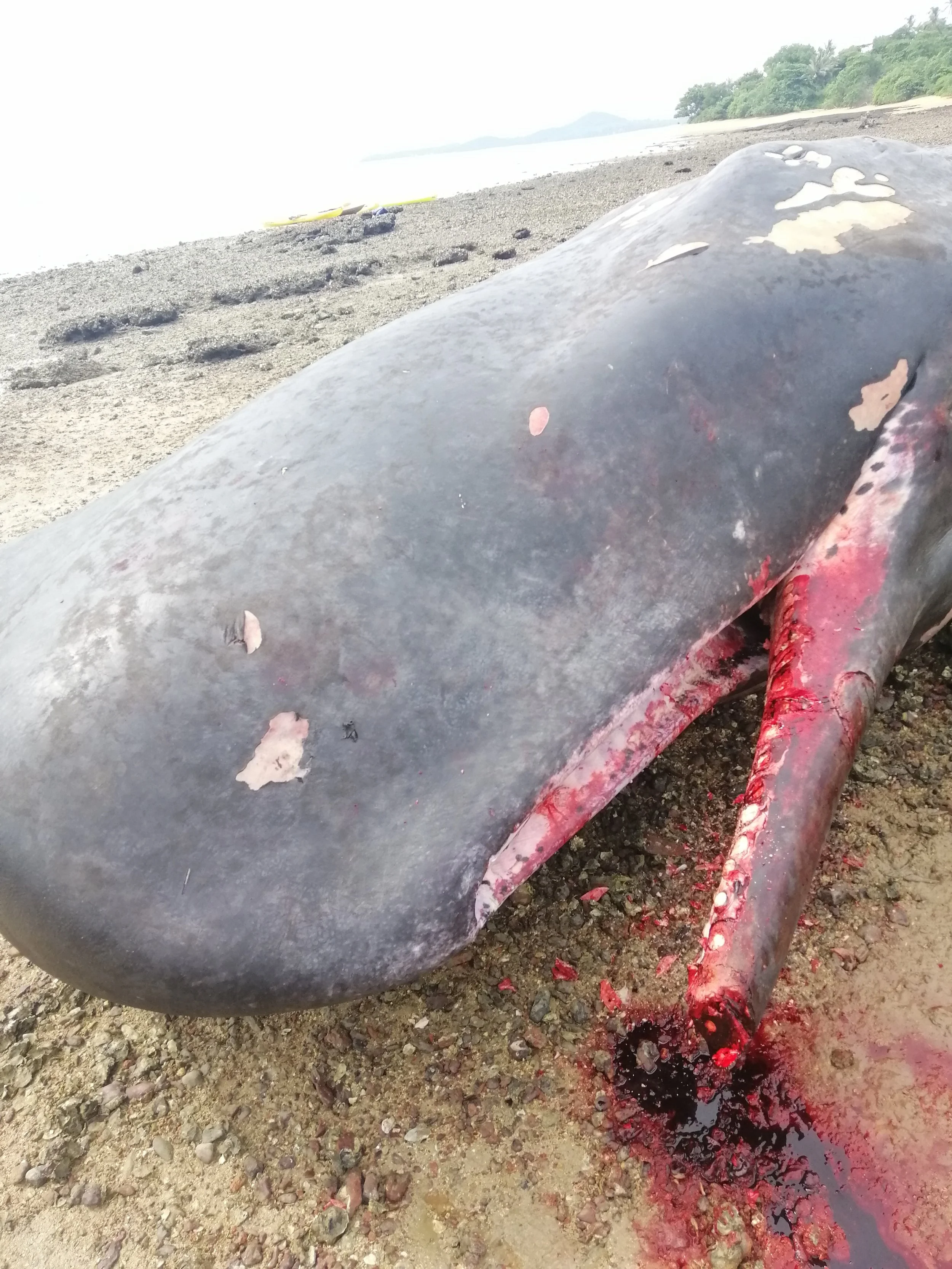 2019 Koh Lanta Dead Sperm Whale Summer Trip (6).jpg