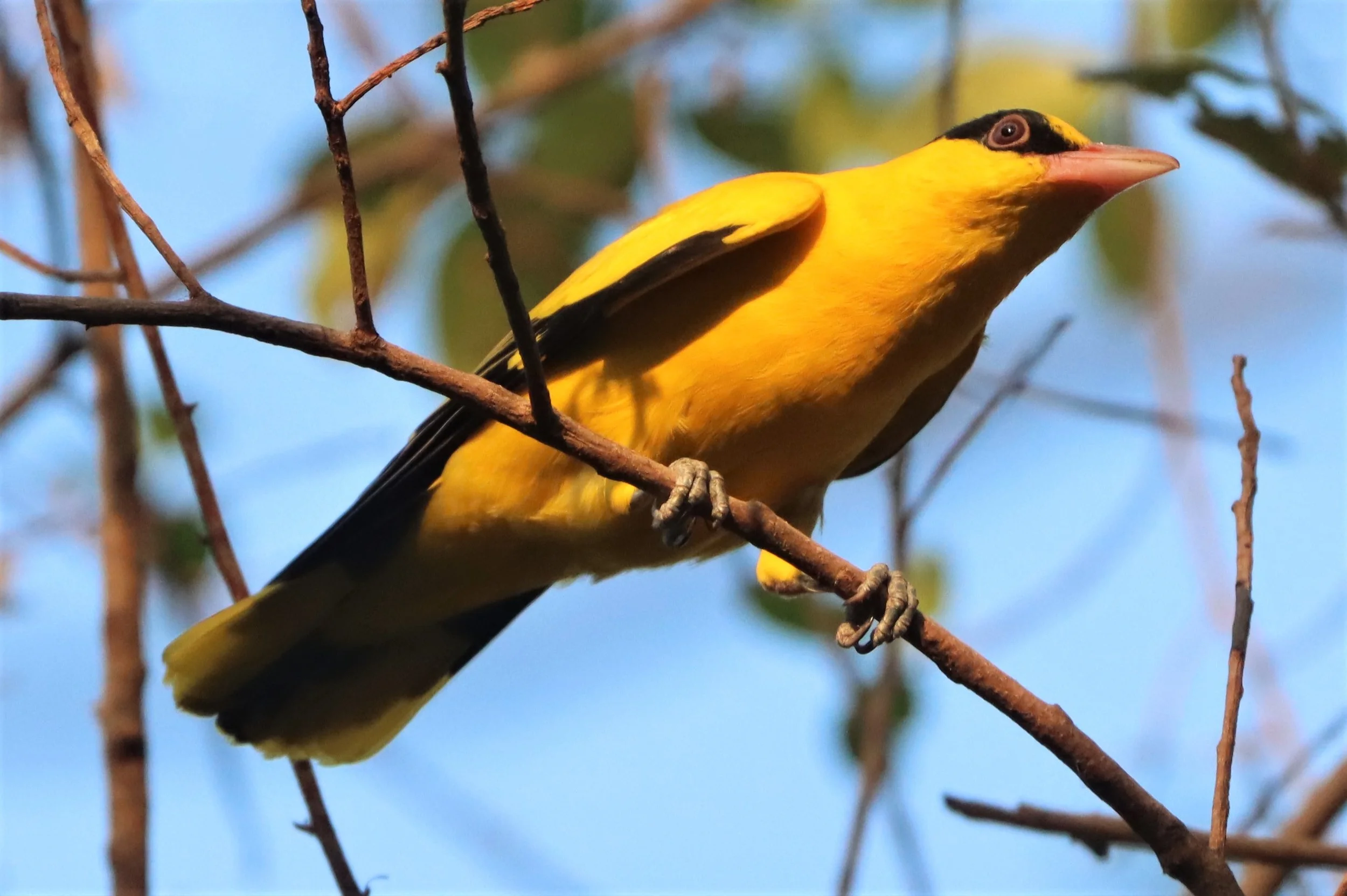 Black-napped Oriole (Oriolus chinensis) Rama 9 Park Bangkok (33).jpg
