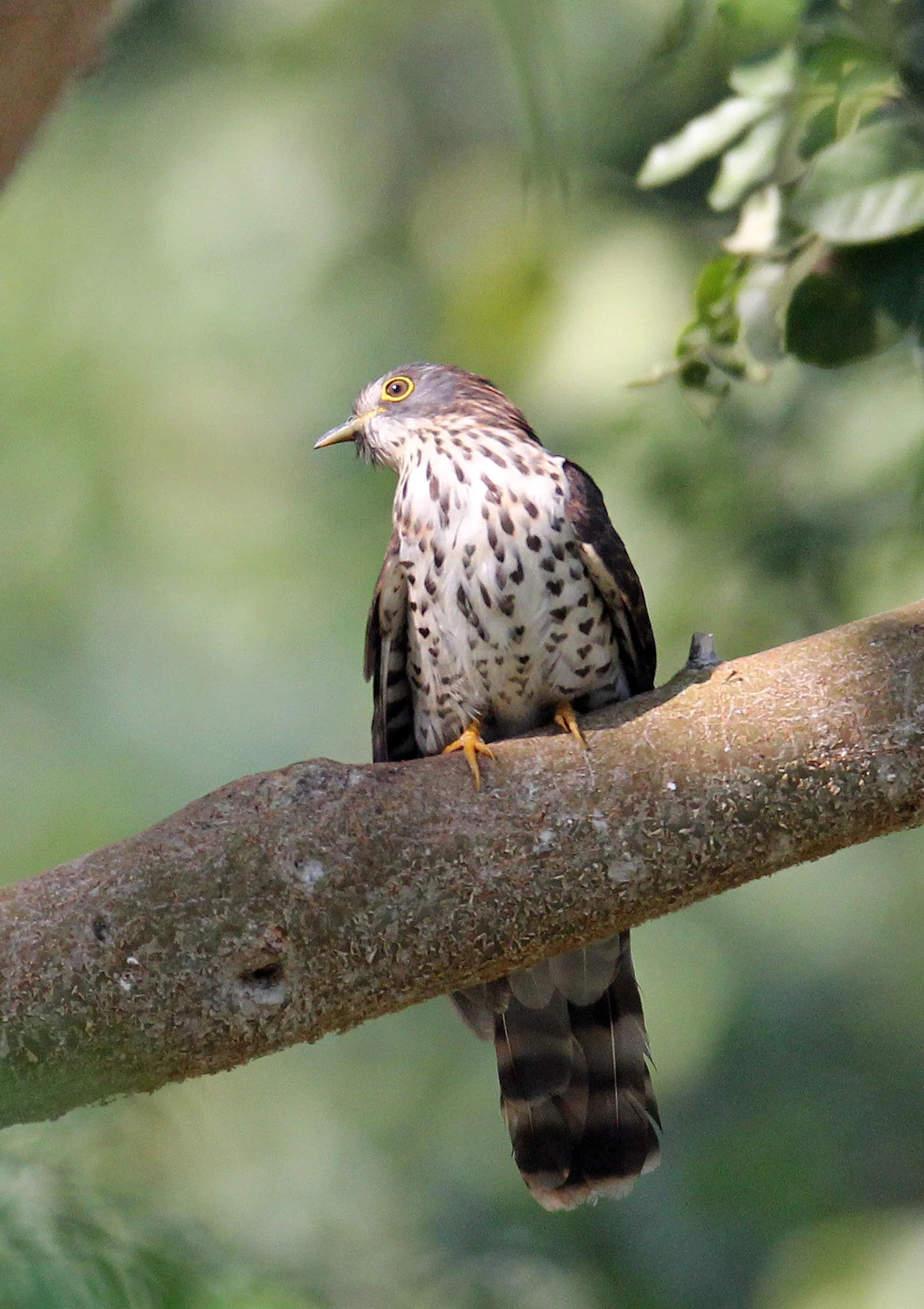 Large Hawk-cuckoo (Hierococcyx sparveroides) Huai Kha Khaeng NWR Thailand (3).JPG