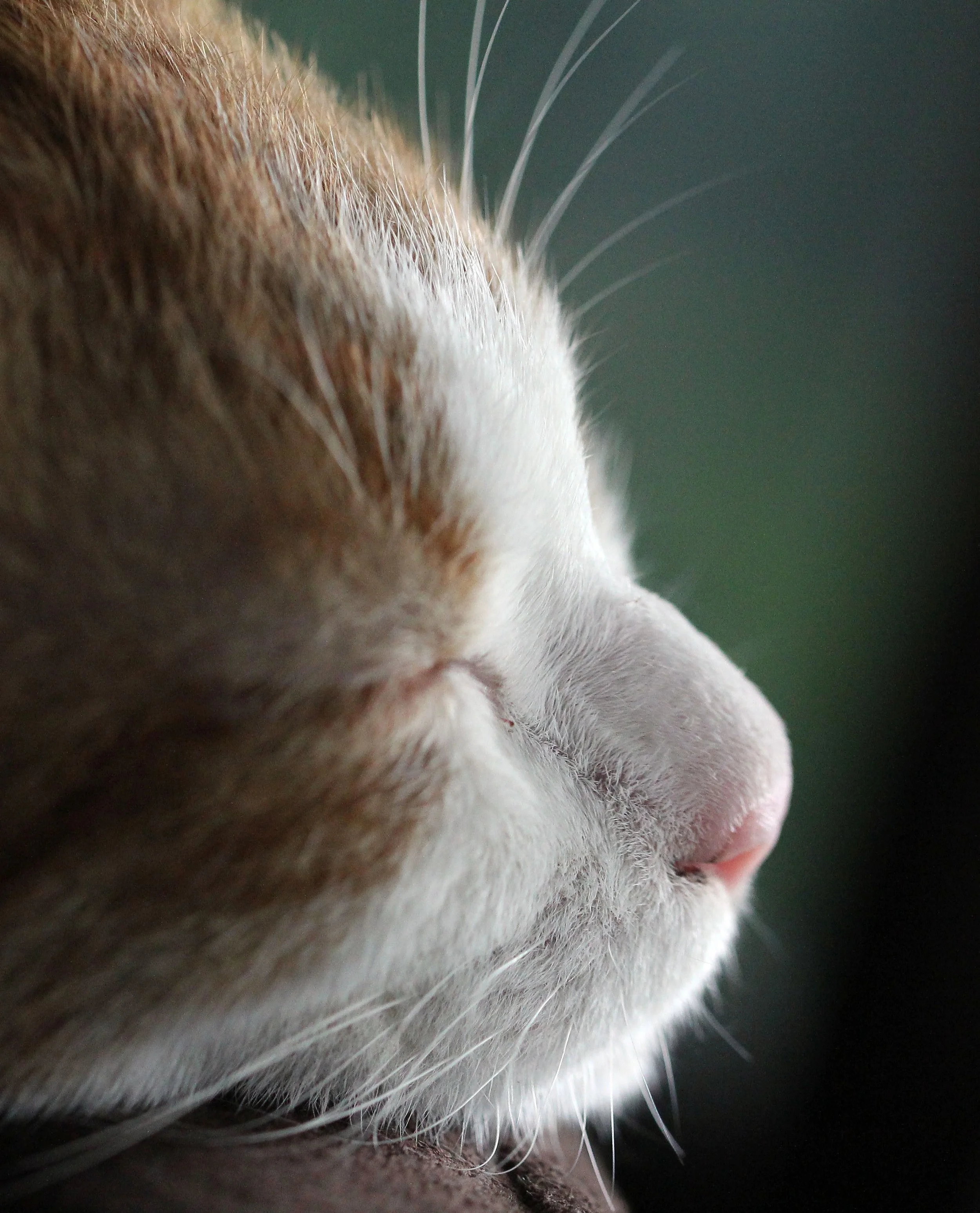 2015 Koh Lanta October Break Trip  (355).JPG