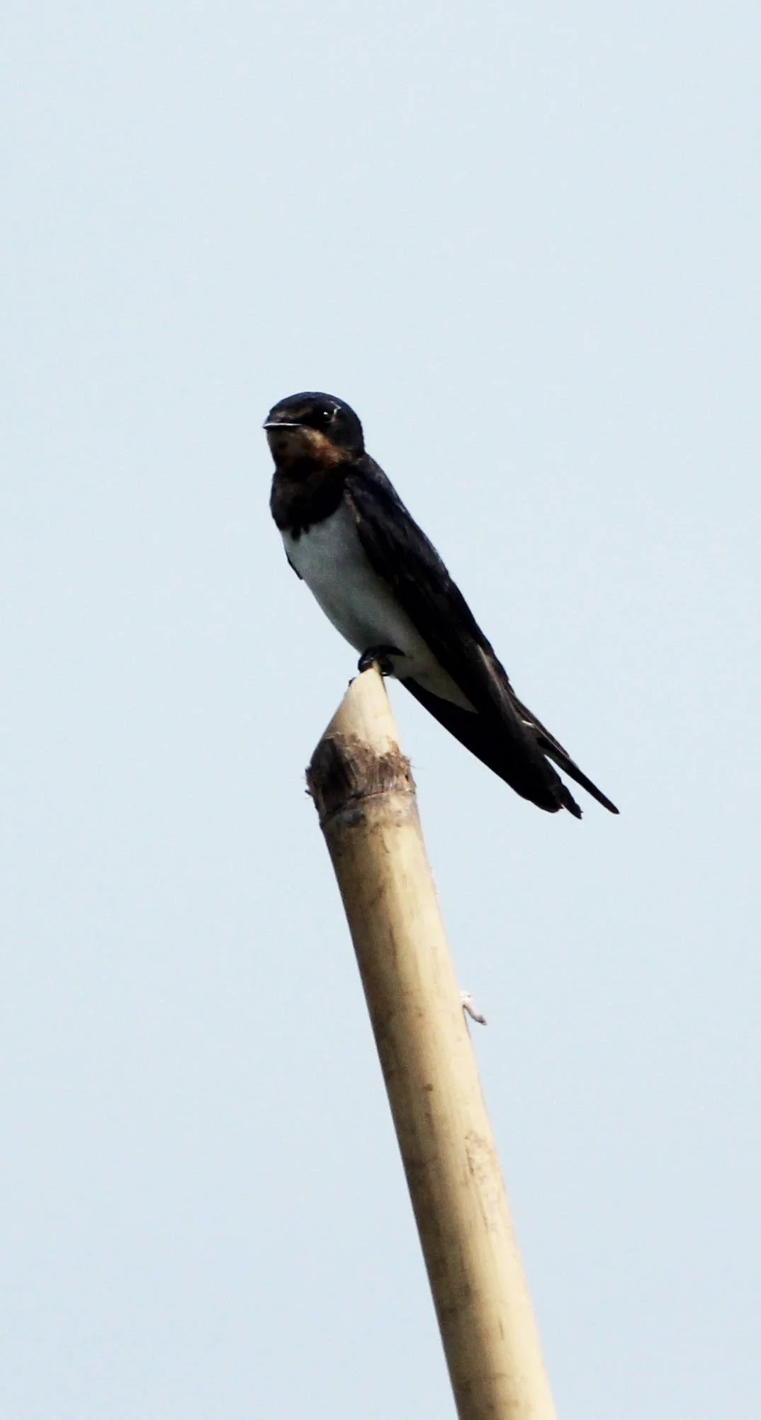 Pacific Swallow (Hirundo tahitica) Kok Kham Machachai Salt Ponds (4).JPG