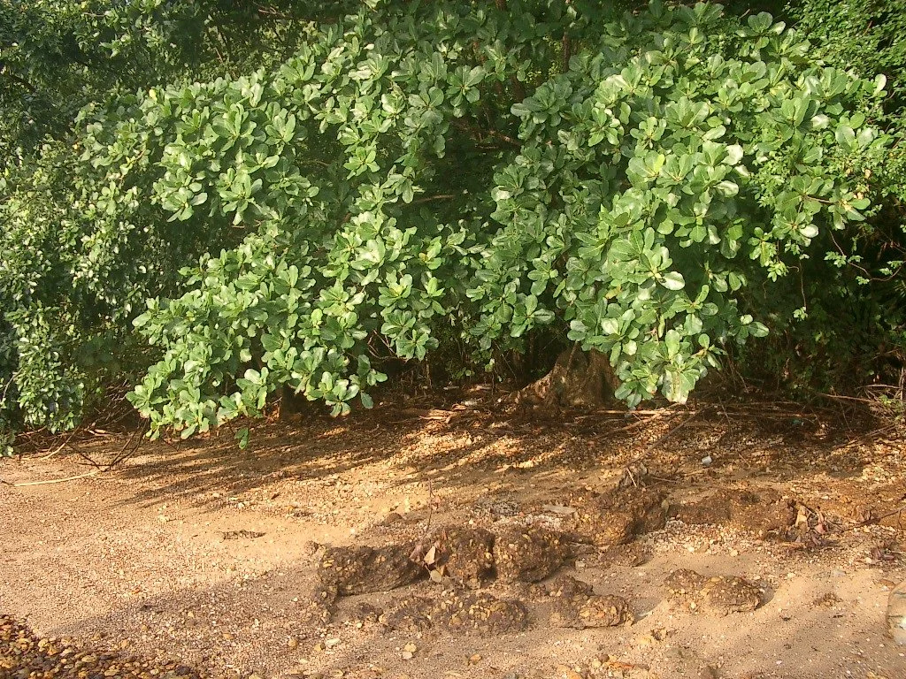 KOH LANTA - PROPERTY - 2004 (57).JPG