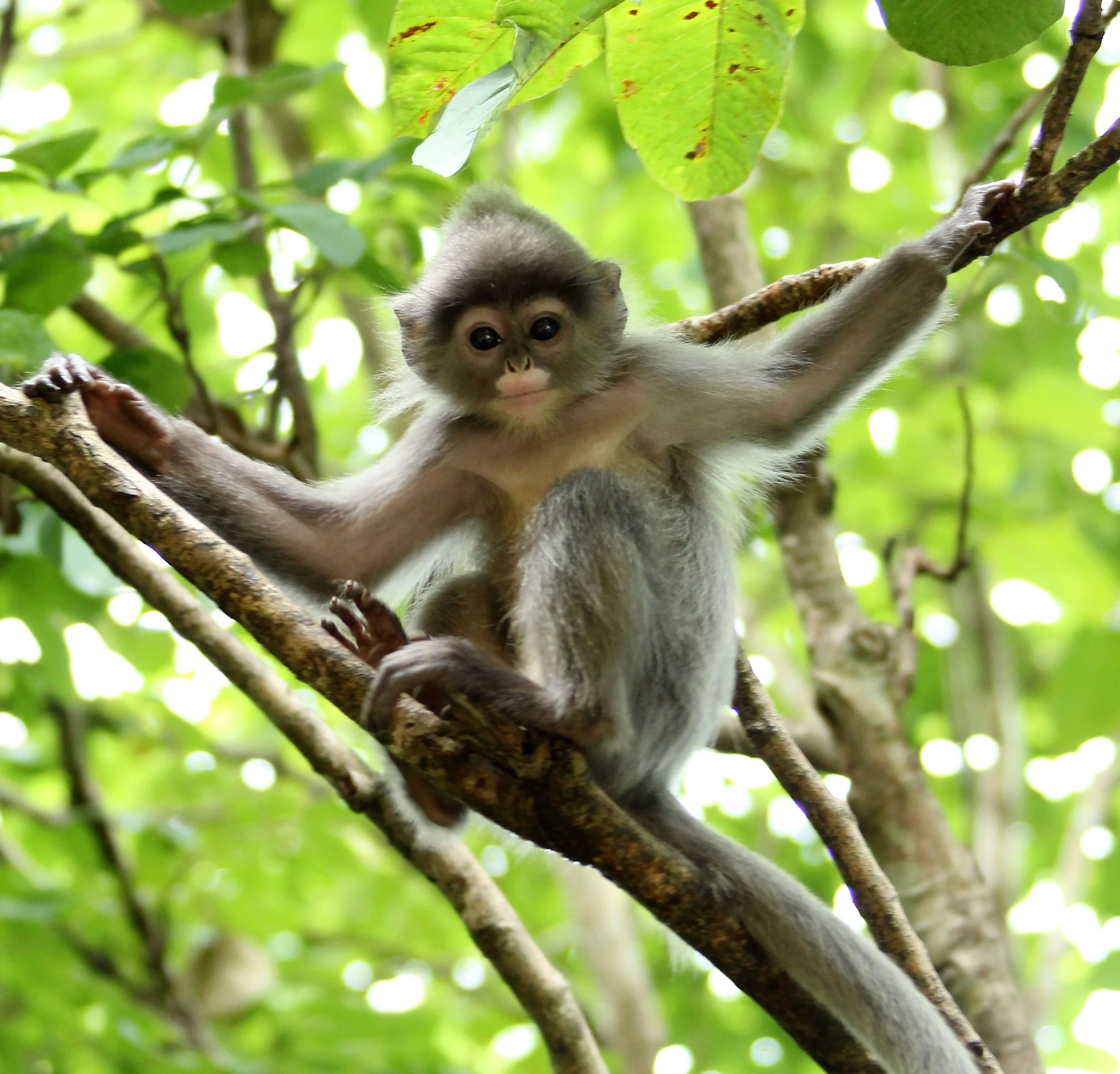 CERCOPITHECIDAE - Trachypithecus crepusculus - INDOCHINESE GRAY LANGUR - PHI THA KHON TEMPLE LOEI (103).JPG