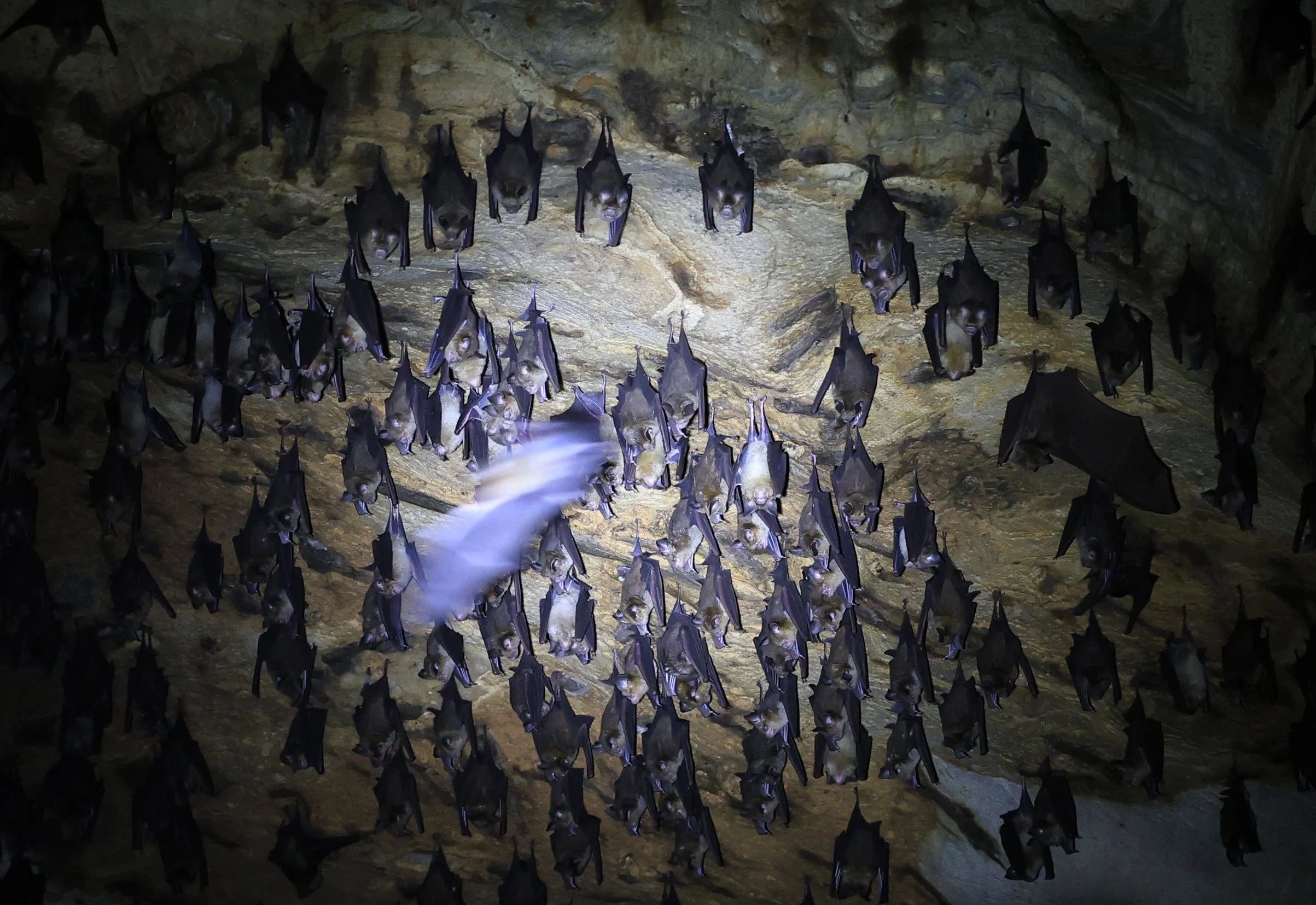 Horsfield’s Leaf-nosed Bat (Hipposideros.larvatus) Wat Tham Sila Thong Temple Pak Chong Thailand near Khao Yai (51).jpg