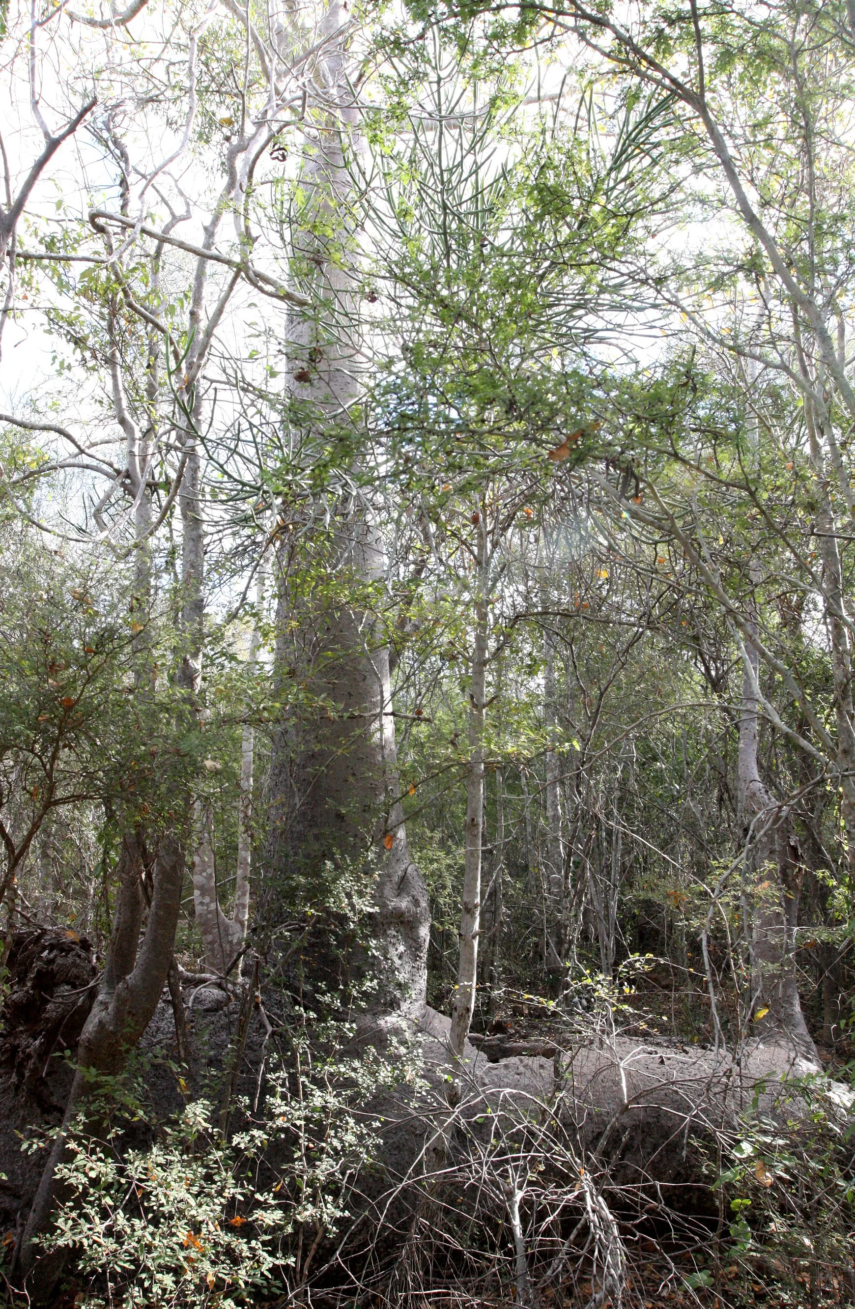 PLANT - SPECIES - ANDOHAHELA NATIONAL PARK MADGASCAR (14).JPG