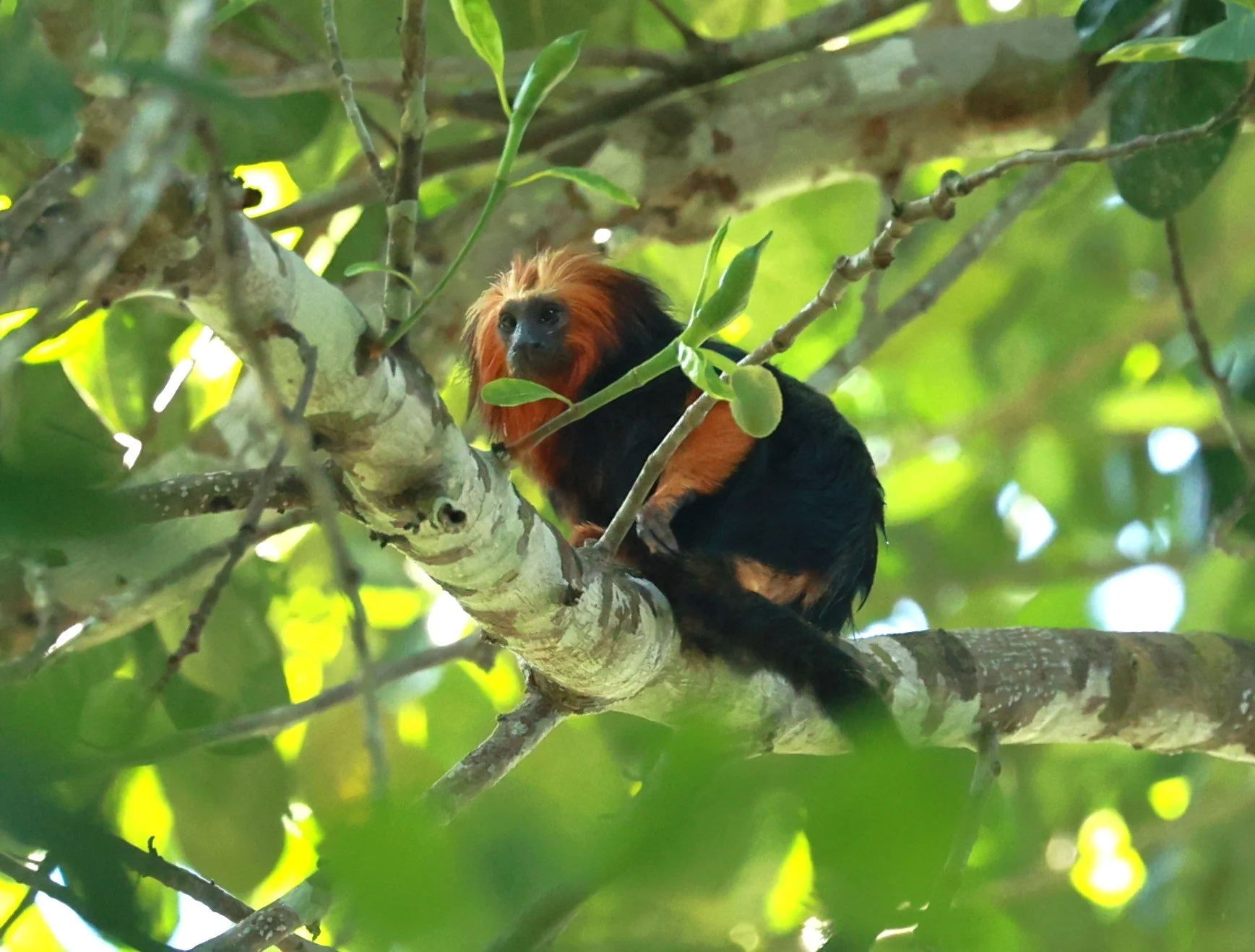 Callitrichidae - Leontopithecus chrysomelas - Golden-headed Lion Tamarin - Illeus, Bahia Brazil, Una Township Area  (43).JPG