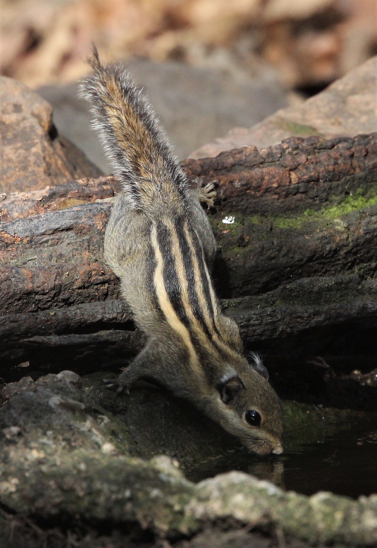 Tamiops mcclellandii - WESTERN STIPED SQUIRREL - LUNG SIN HIDE, KAENG KRACHAN (20).jpg
