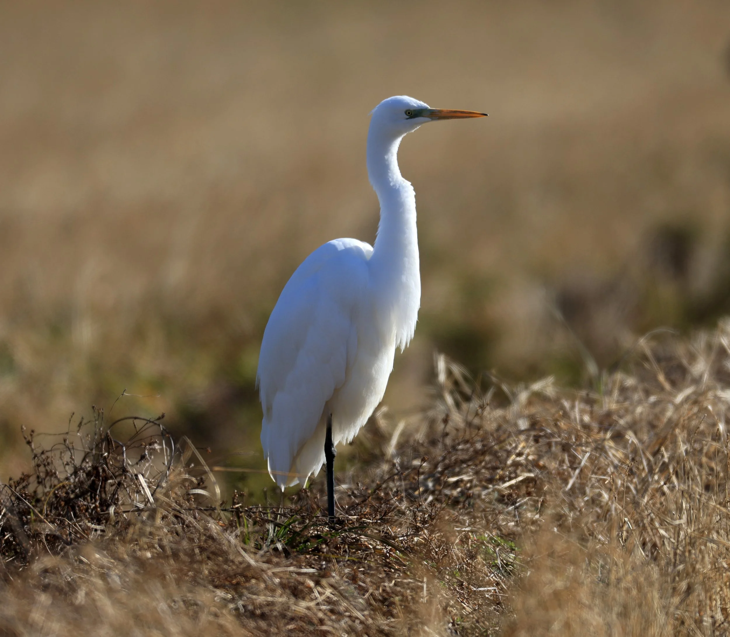Eastern Great Egret (Subspecies Ardea alba modesta) Izumi Crane Center and Fields Izumi Kagoshima Japan (108).jpg