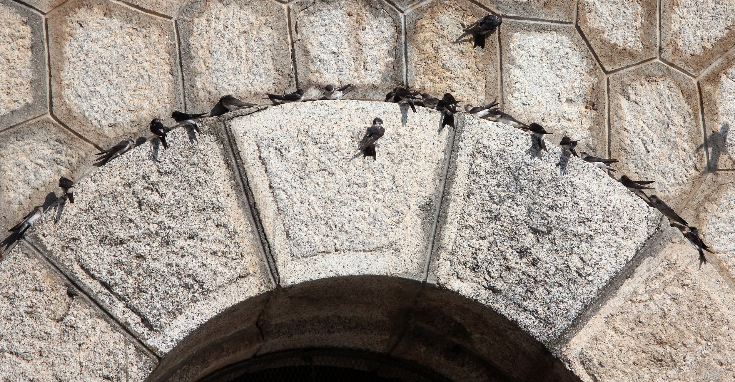 Sand Martin (Riparia riparia) Sierra de Andujar Spain (7).JPG