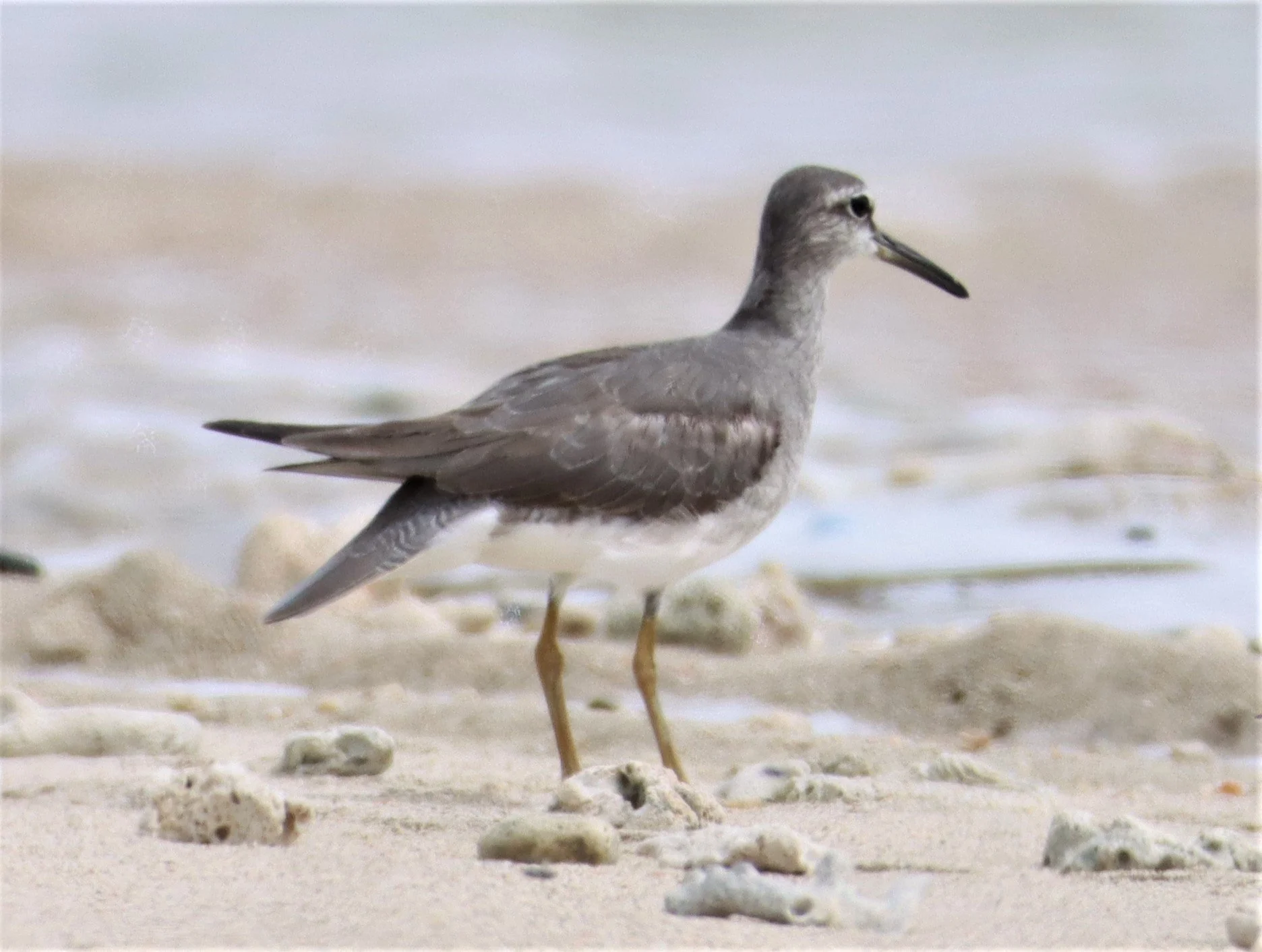 TATTLER - GREY-TAILED TATTLER - Tringa brevipes - LAEM PAKARANG PHANG NGA (3).jpg