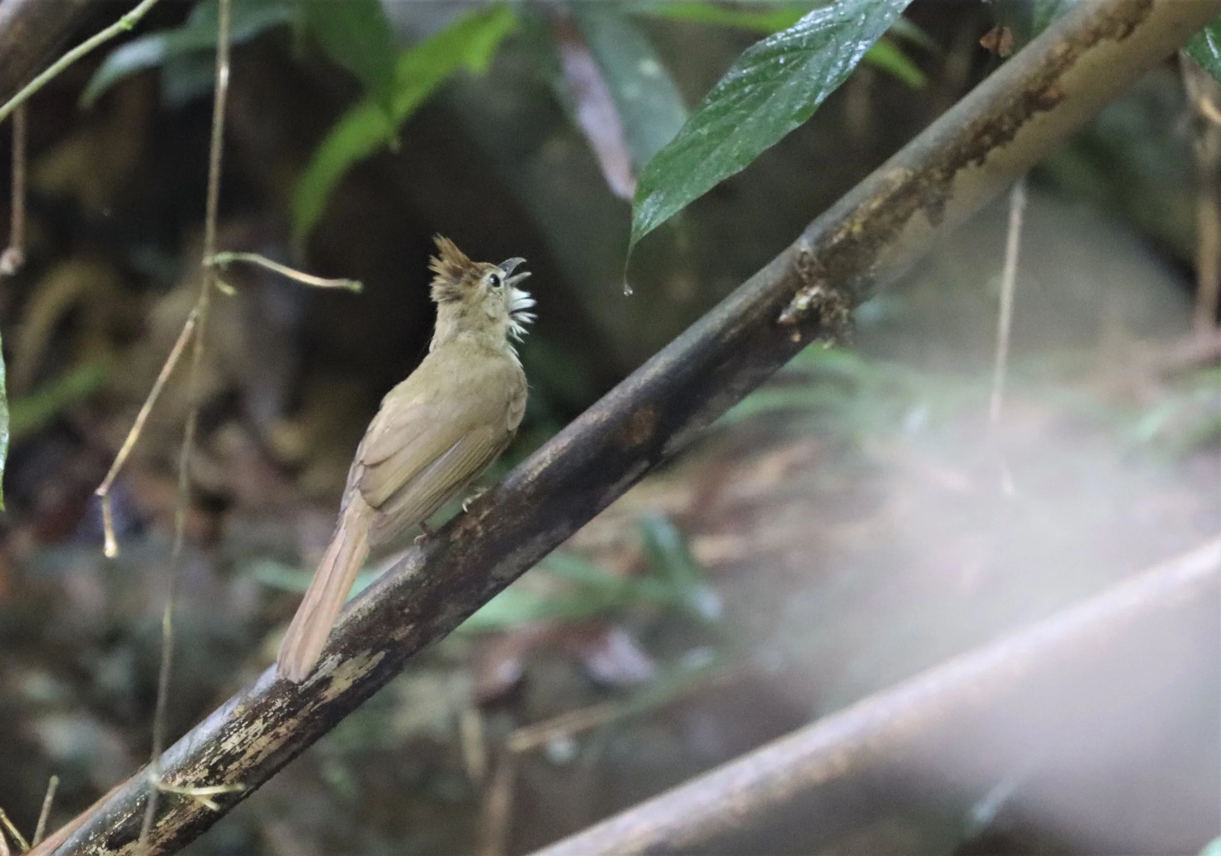 BULBUL - OCHRACEOUS BULBUL - Alophoixus ochraceus - SI PHANG NGA NATIONAL PARK (1).jpg