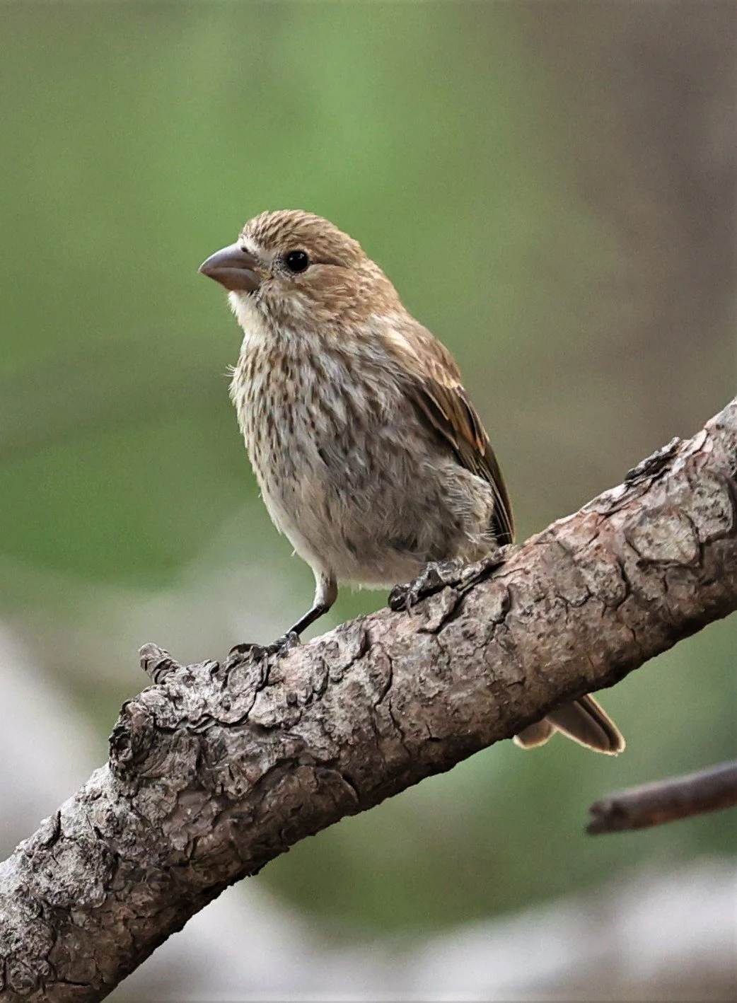 House Finch (Haemorhous mexicanus) Cave Creek Arizona (5).jpg