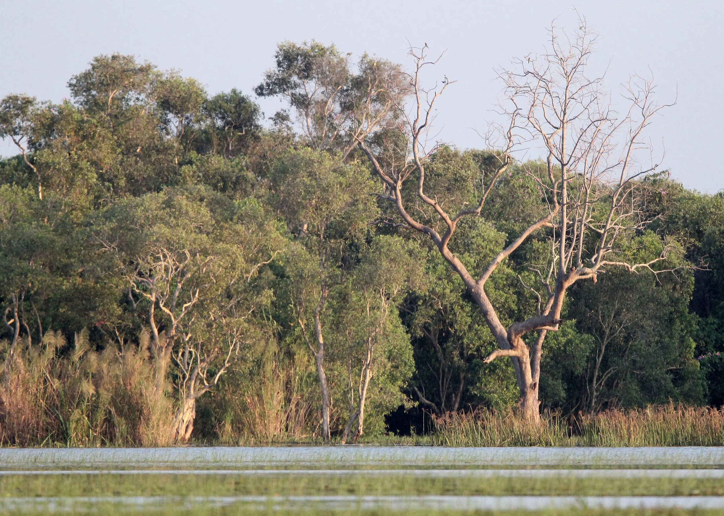 2018 Thale Noi Bird Sanctuary Patthalung (29).JPG