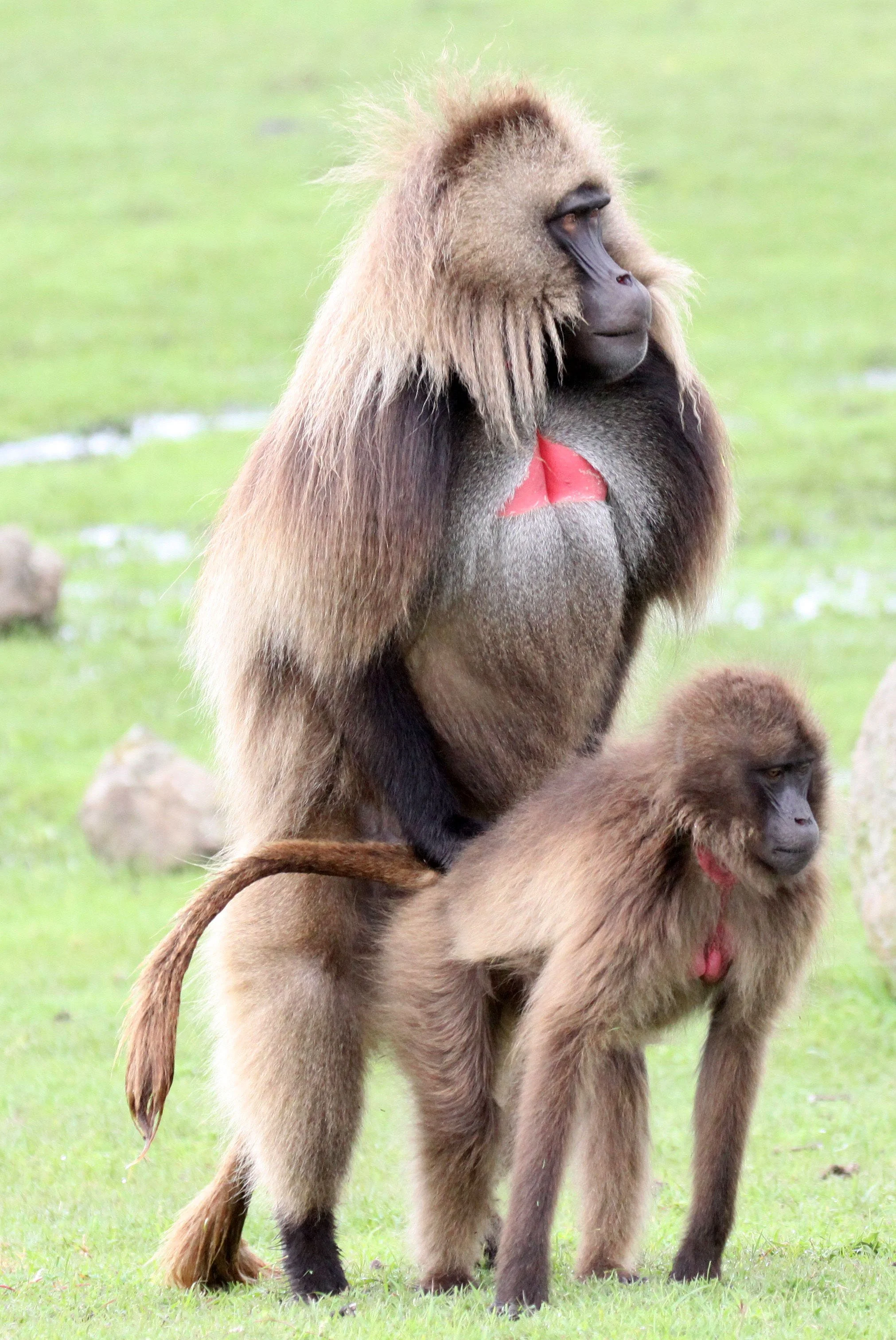 CERCOPITHECIDAE - Theropithecus gelada - GELADA - SIMIEN MOUNTAINS NATIONAL PARK ETHIOPIA (1446).JPG