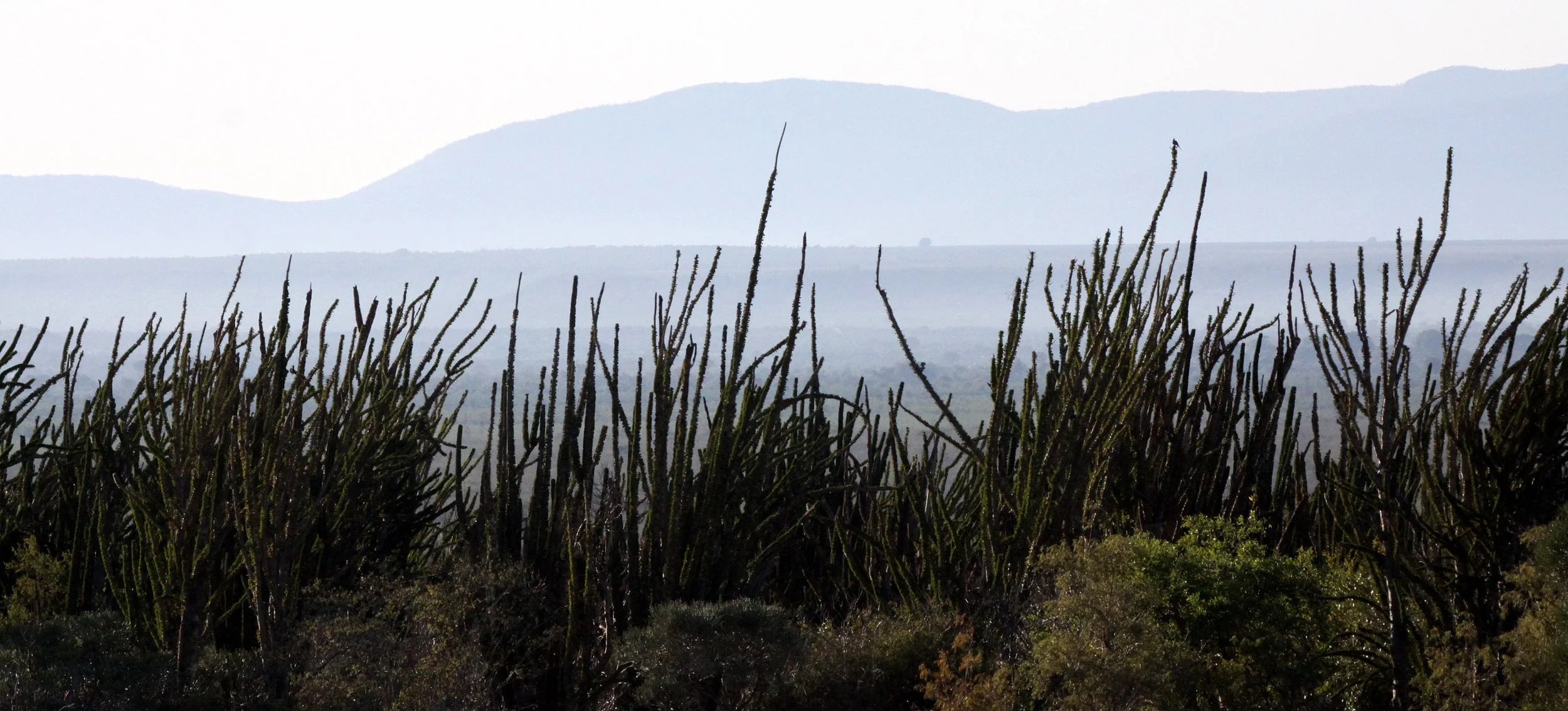 Spiny forest biome of southern Madagascar