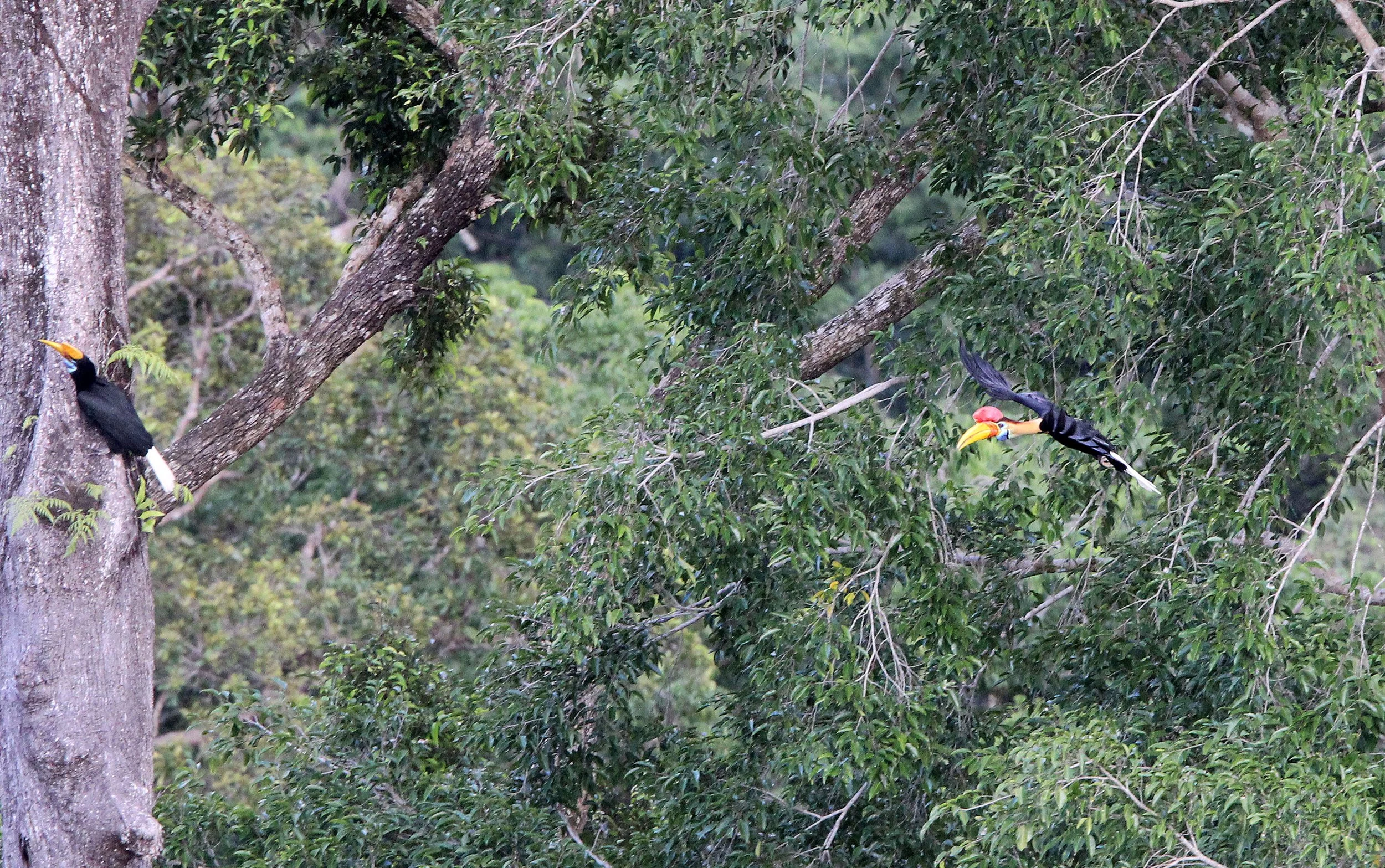 Rhyticeros cassidix - SULAWESI WRINKLED (KNOBBED) HORNBILL - KNOBBED HORNBILL - TANGKOKO NATIONAL PARK SULAWESI INDONESIA (62).JPG