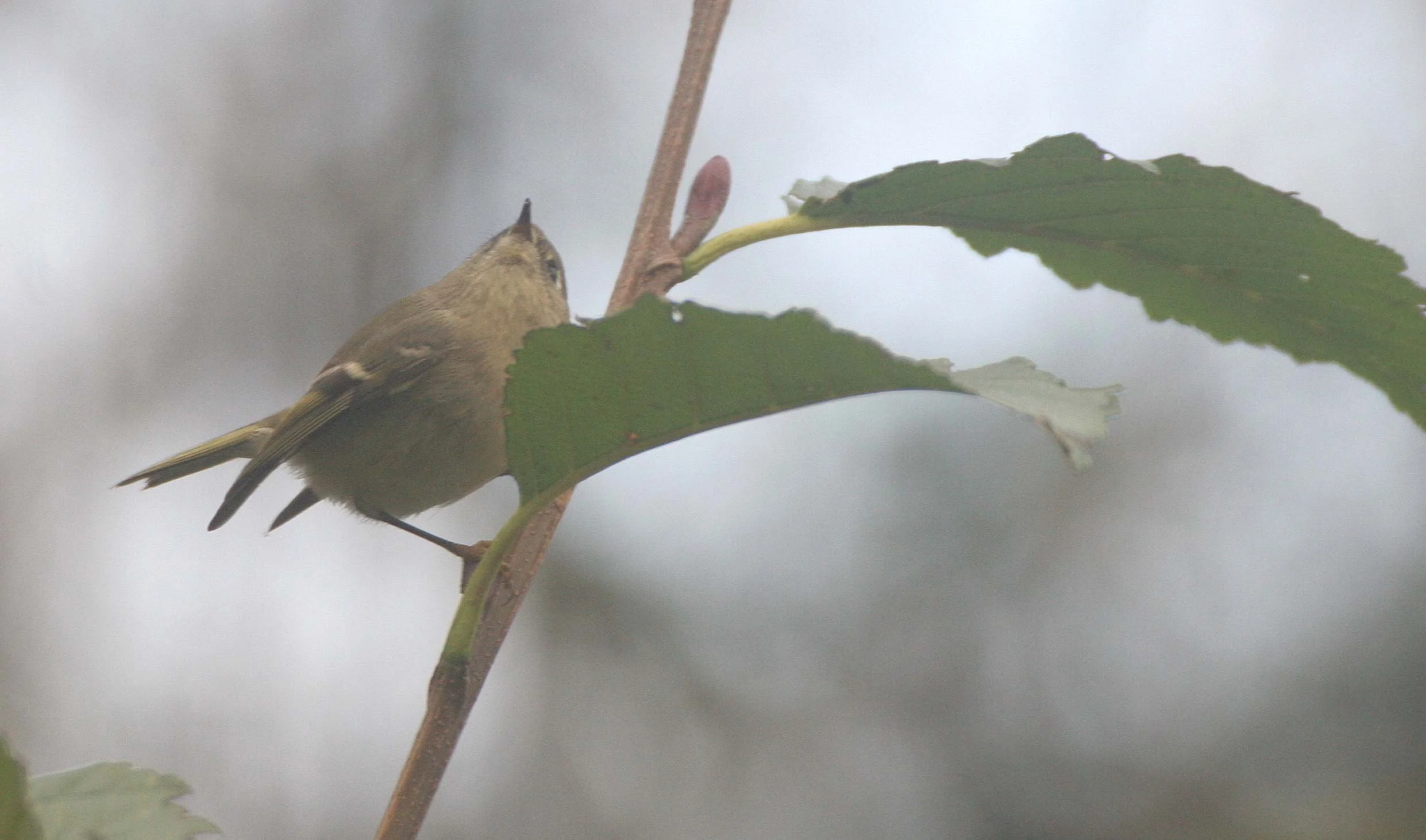 Hutton's Vireo (Vireo huttoni) Lake Farm Olympic Peninsula Washington (31).jpg