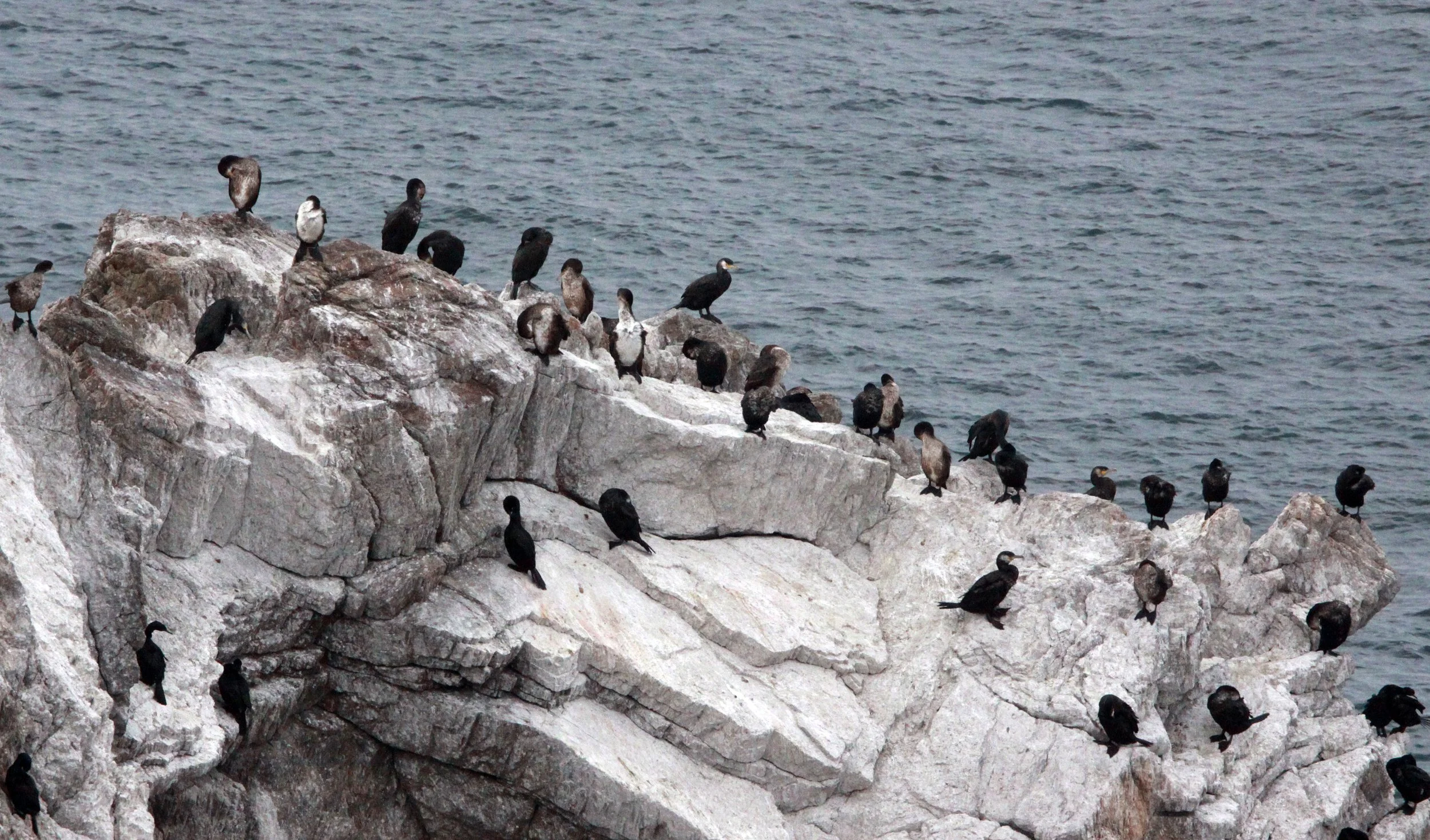 Phalacrocorax carbo - Great Cormorant - mixed Temminck's - Cape Irago, Japan (11).JPG