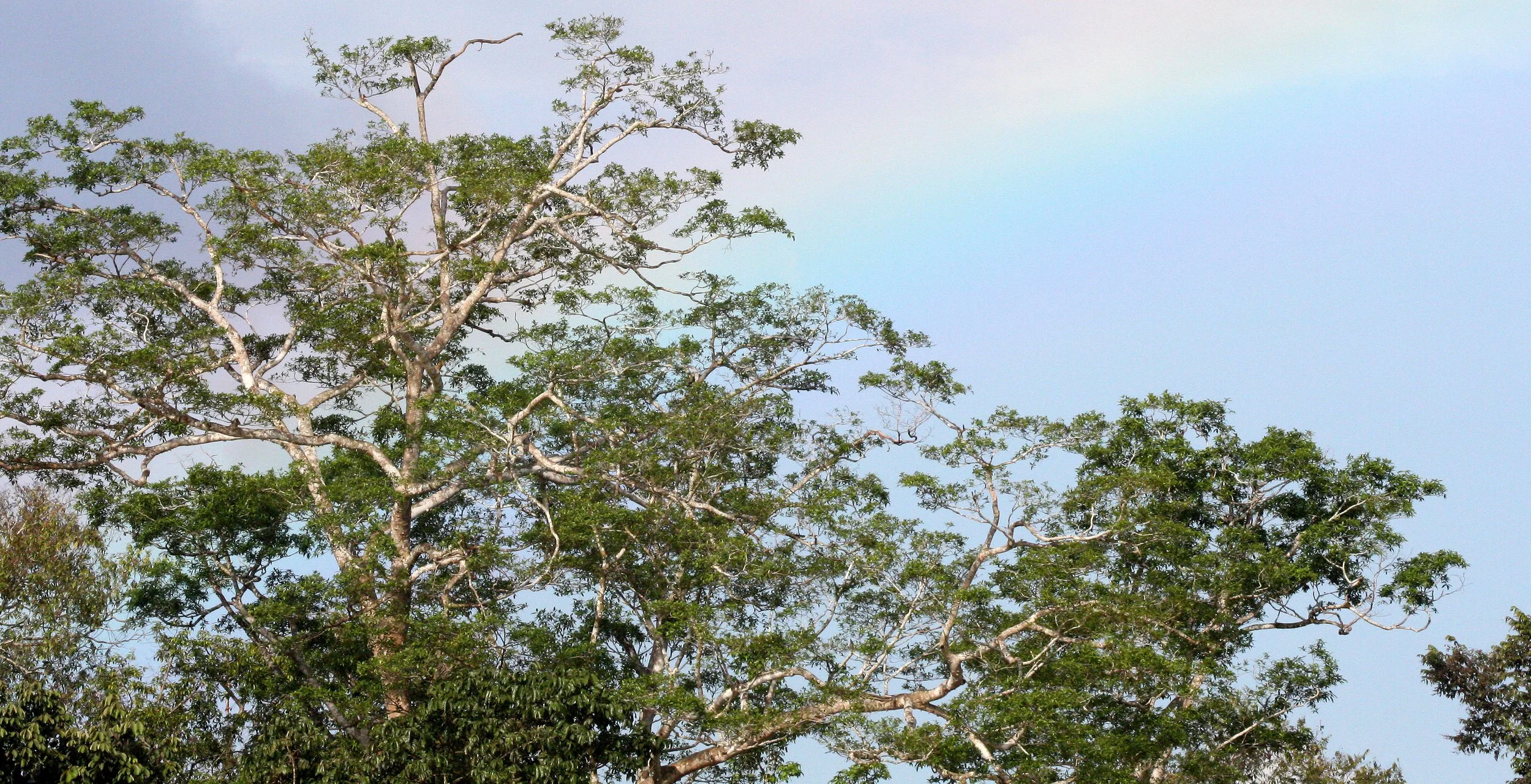 KINABATANGAN RIVER BORNEO - FOREST VIEW.JPG
