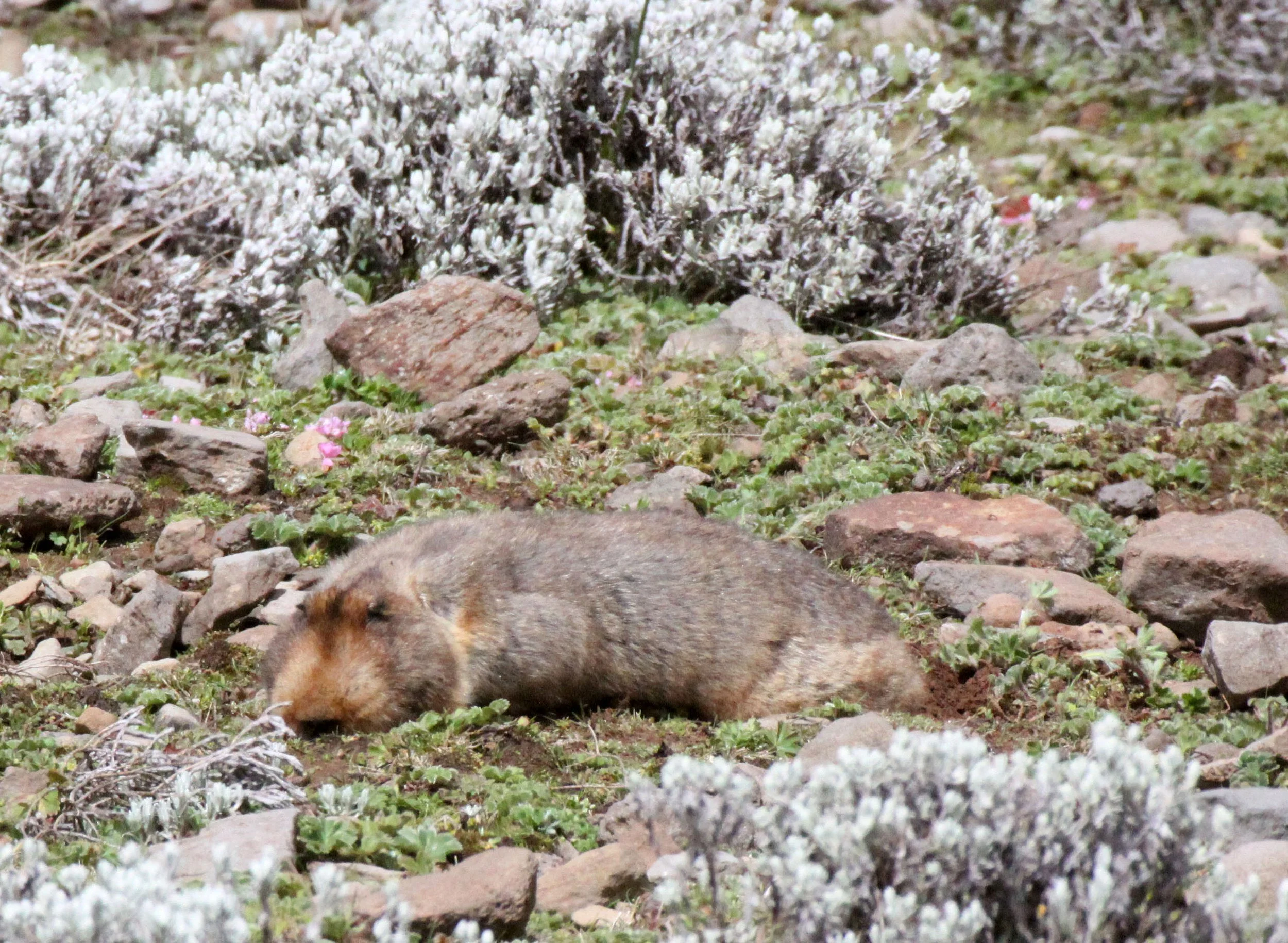 Spalax giganteus - GIANT MOLE RAT - BALE MOUNTAINS NATIONAL PARK ETHIOPIA (131).JPG