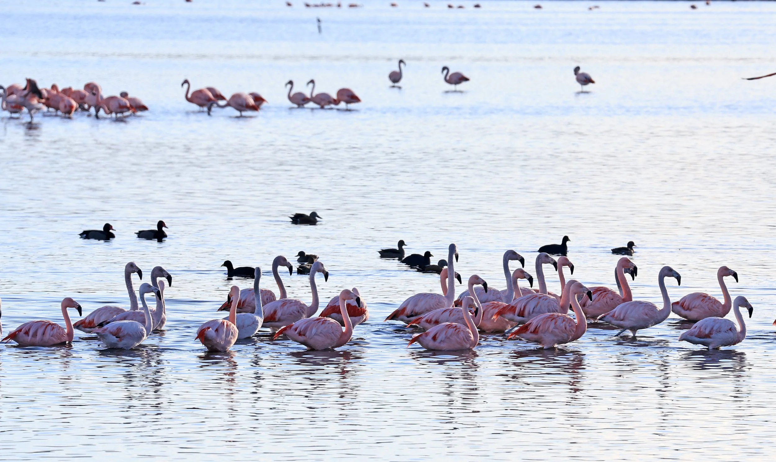 Chilean Flamingo (Phoenicopterus chilensis) Lagunas del Ornitólogo, Trelew Argentina (16).jpg