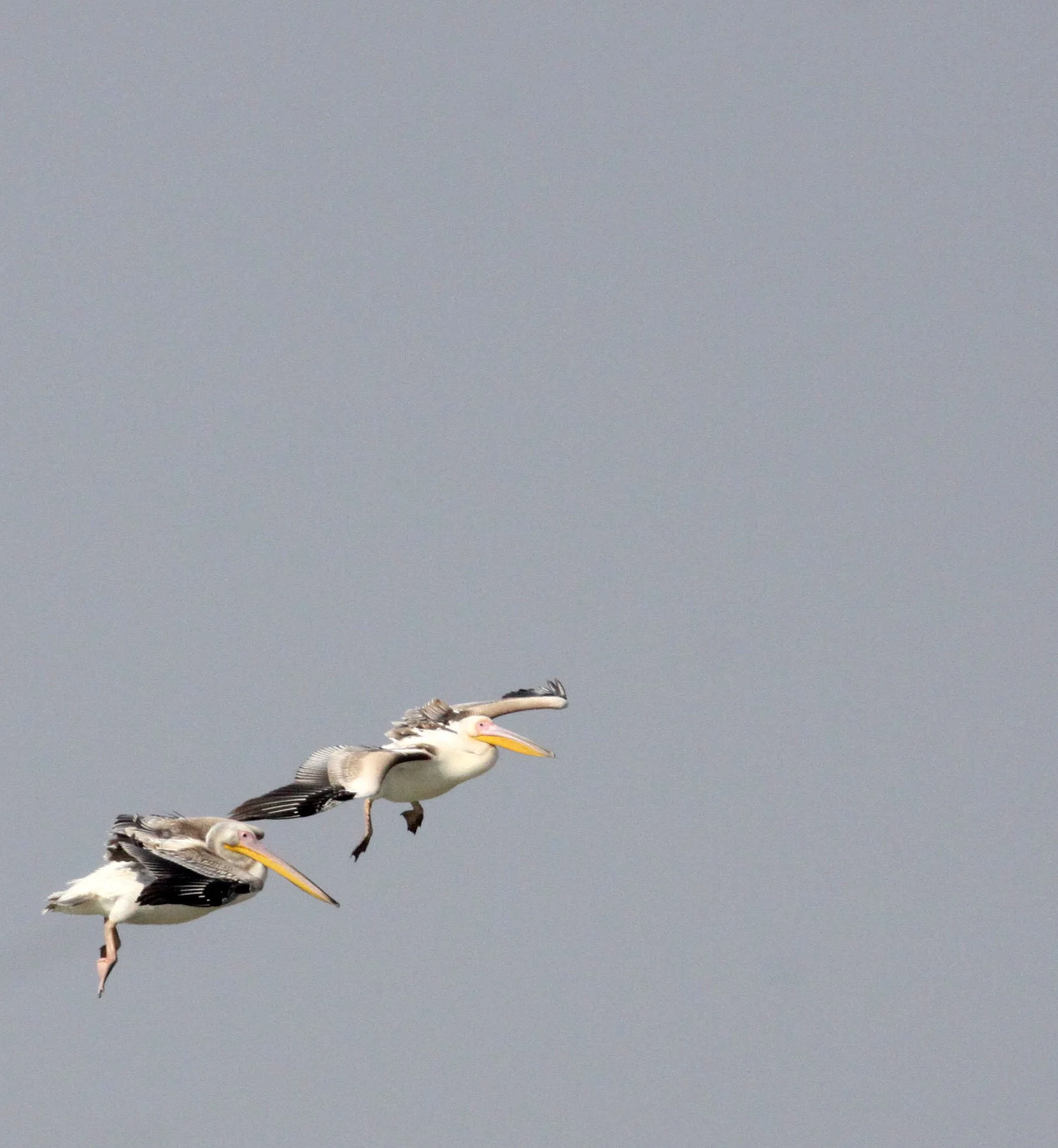 Pelecanus onocrotalus - GREAT WHITE PELICAN - BLACKBUCK NATIONAL PARK VELEVADAR INDIA (8).JPG