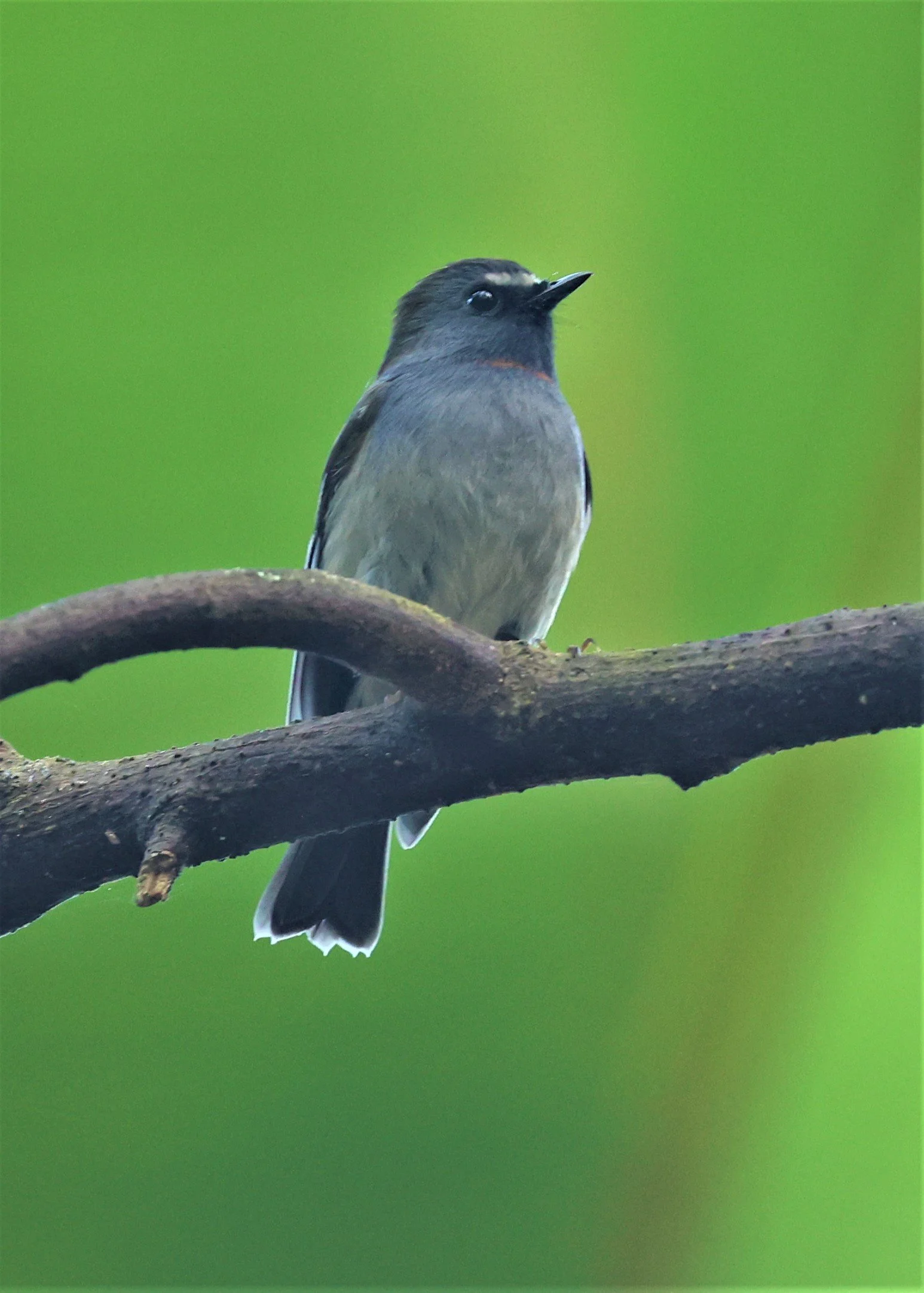 FLYCATCHER - RUFOUS-GORGETED FLYCATCHER - Ficedula strophiata - DOI LANG WEST, DOI PHA HOM POK NP, CHIANG MAI DEC 2021 (18).jpg