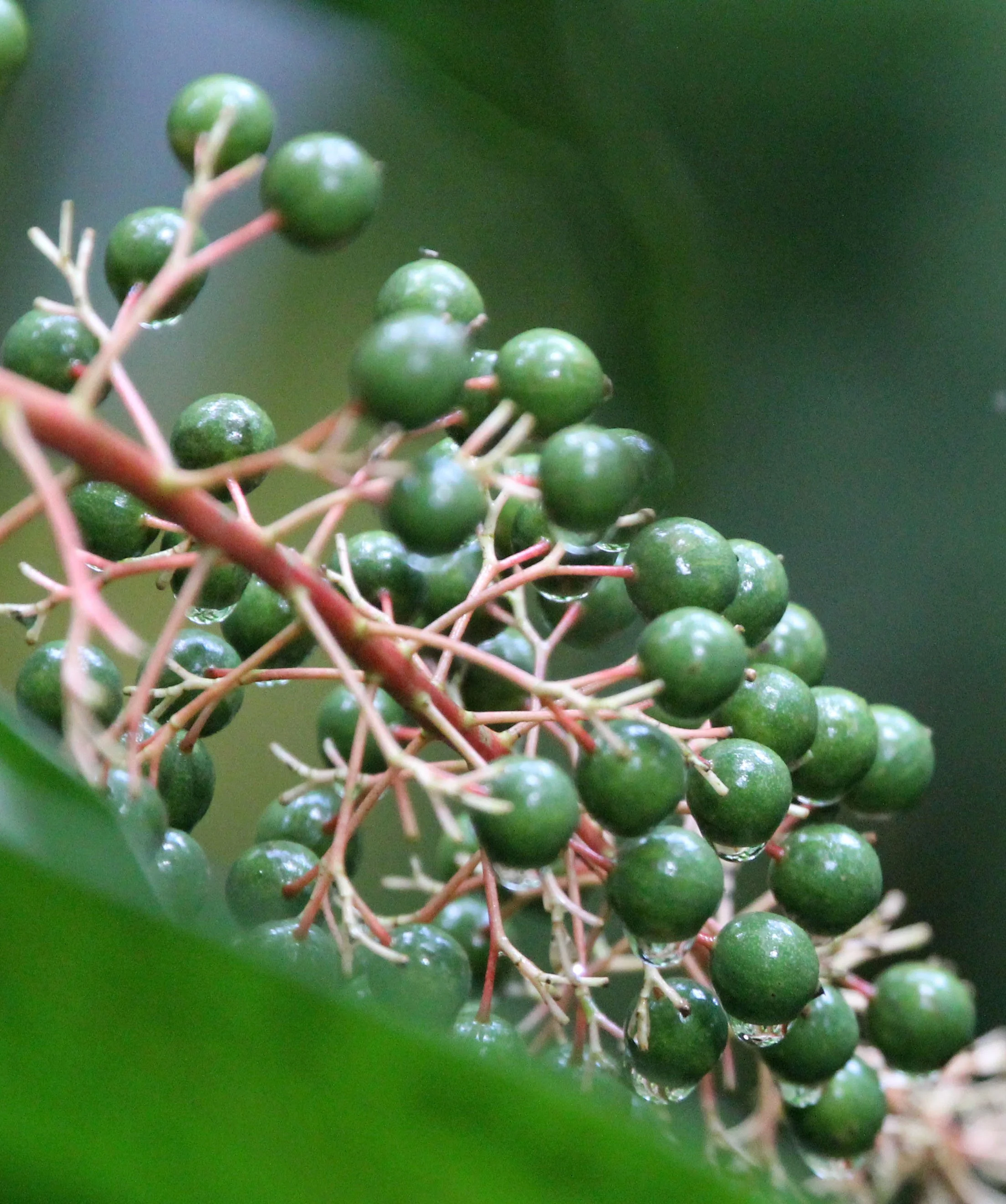 HALIMUN NATIONAL PARK JAVA BARAT INDONESIA (5).JPG