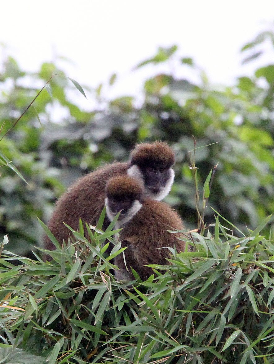CERCOPITHECIDAE - Chlorocebus djamdjamensis - BALE MONKEY - HARENNA FOREST BALE MOUNTAINS NATIONAL PARK ETHIOPIA (250).JPG