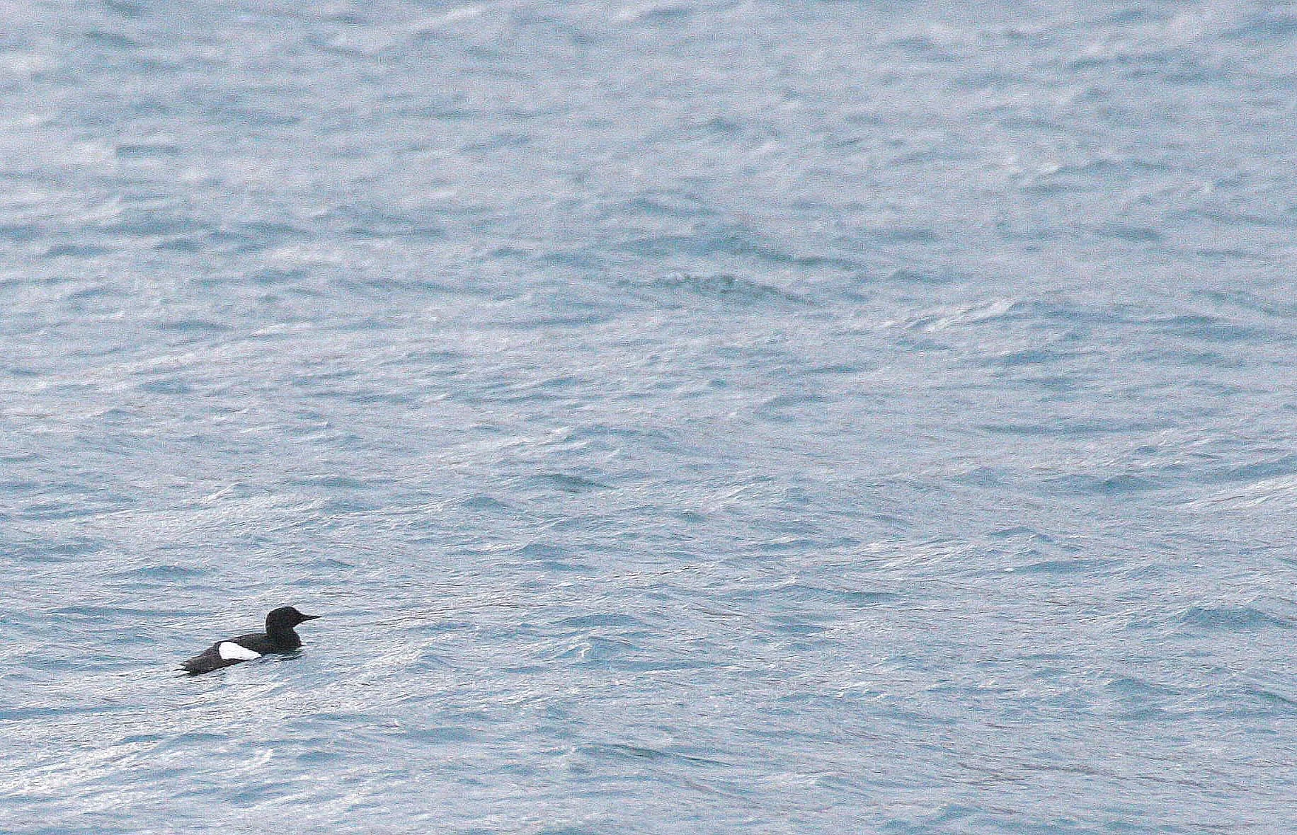 Cepphus grylle mandtii - BLACK GUILLEMOT - SVALBARD (1).jpg