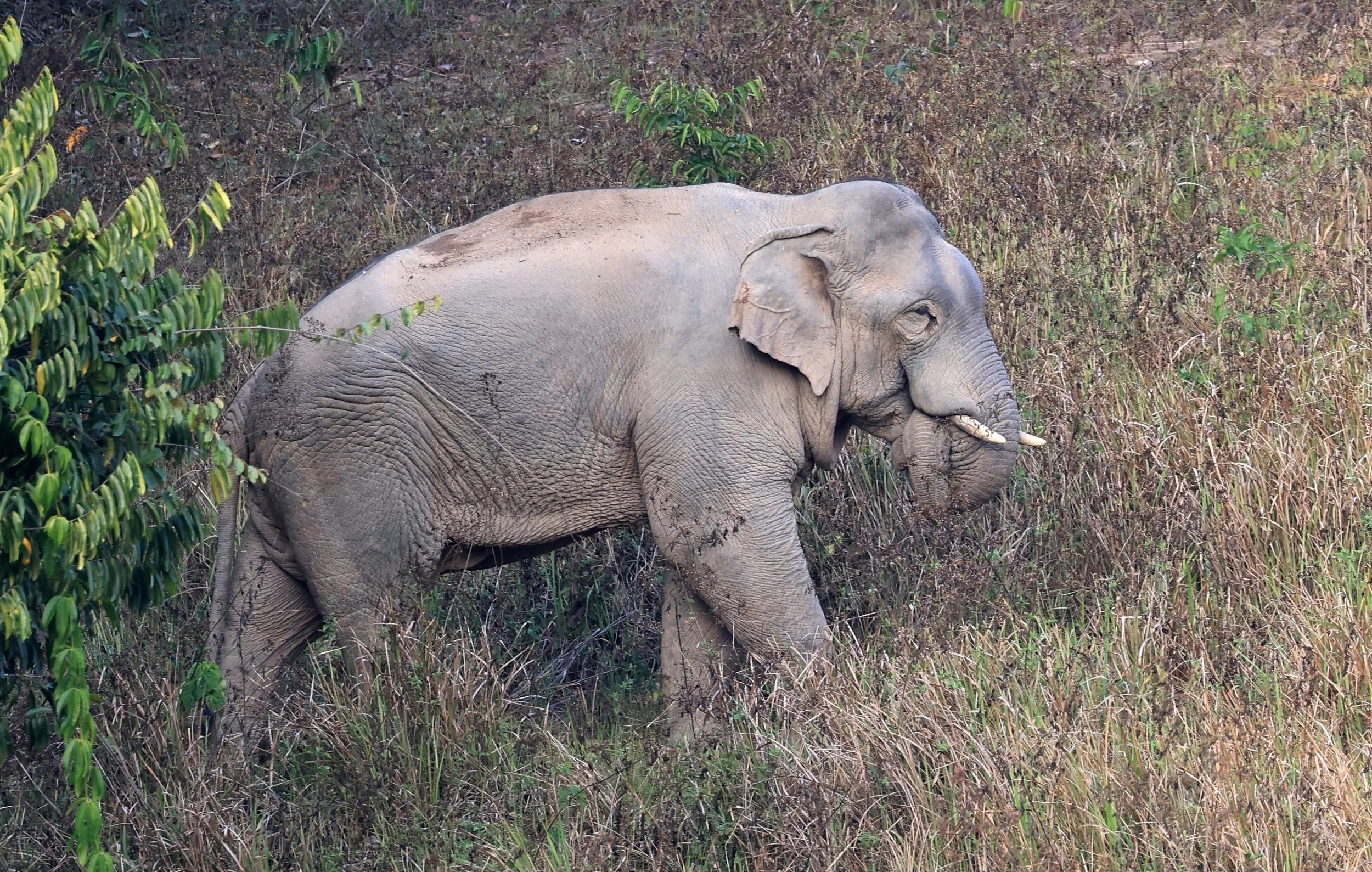 Asian Elephant (Elephas maximus) Khao Yai National Park, Thailand (97).jpg